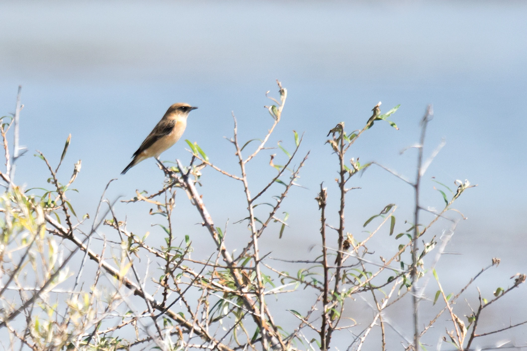 Caspian Stonechat, Choroki Delta, Georgia — photo by Jim Bennett