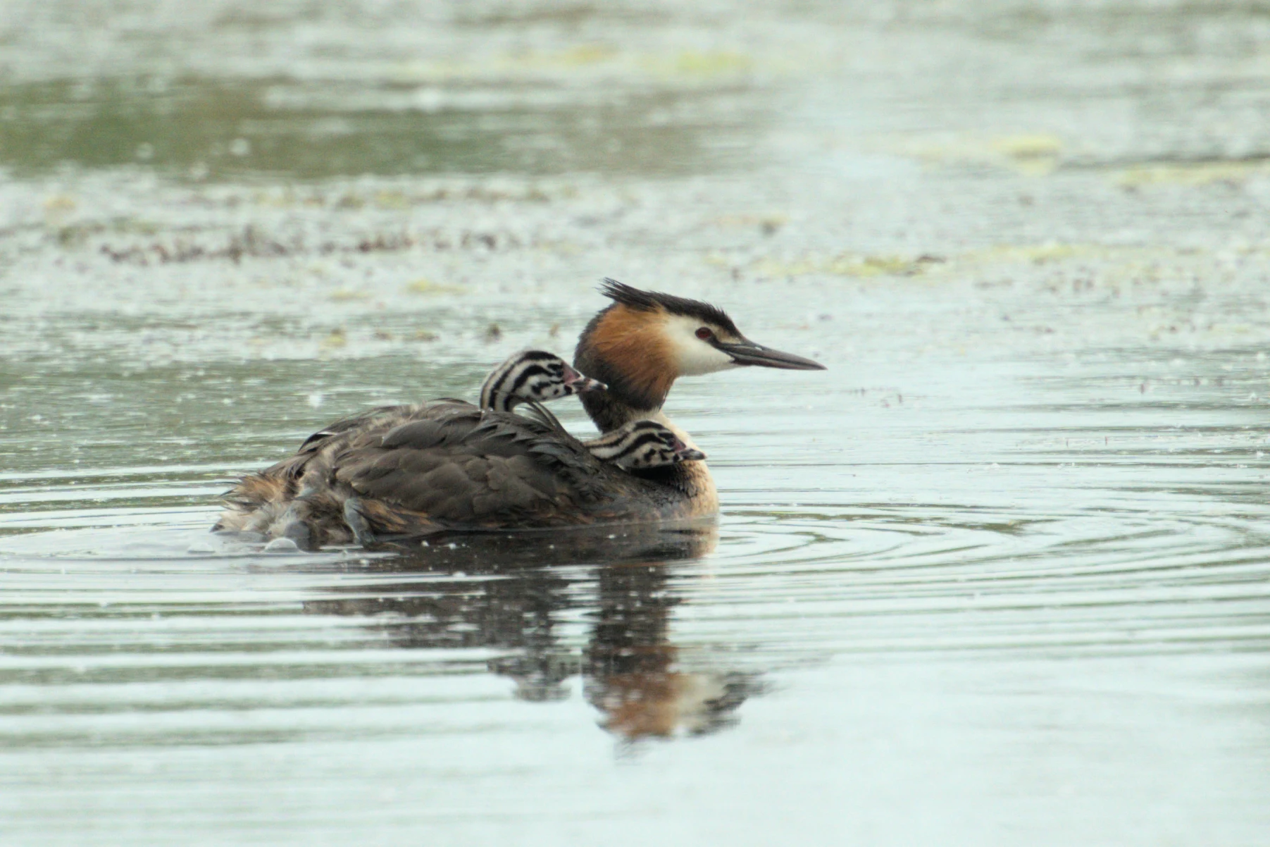 Great Crested Grebe carrying chicks, RSPB Ham Wall, Somerset, UK — photo by Jim Bennett
