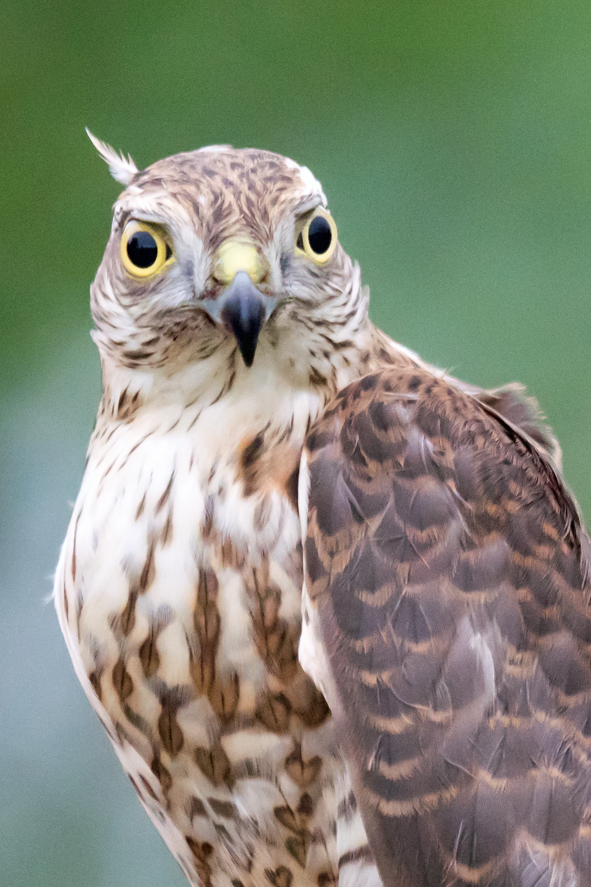 A falconer's Sparrowhawk, Shuamta, Georgia — photo by Jim Bennett