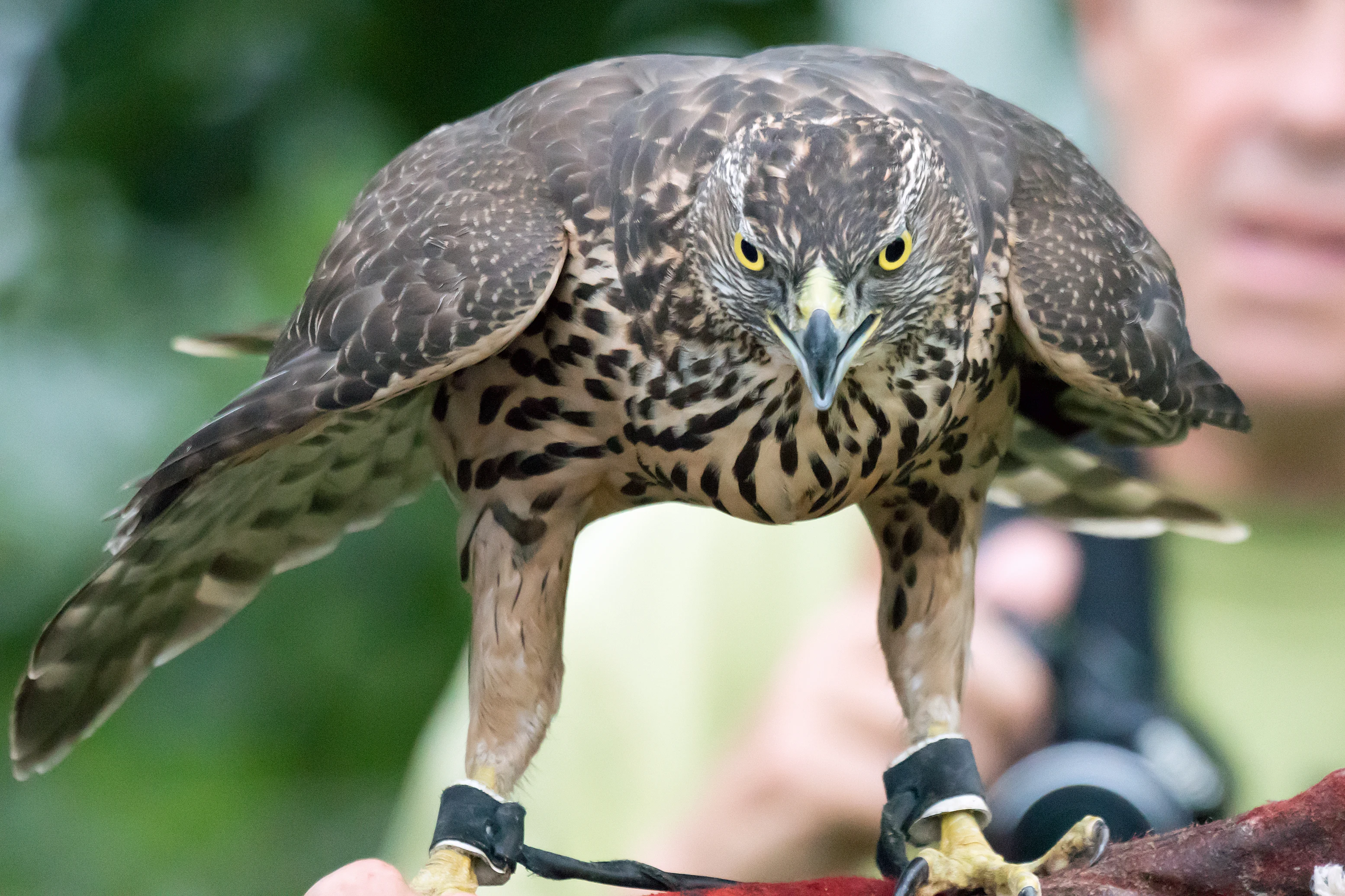 A falconer's Goshawk, Shuamta, Georgia — photo by Jim Bennett