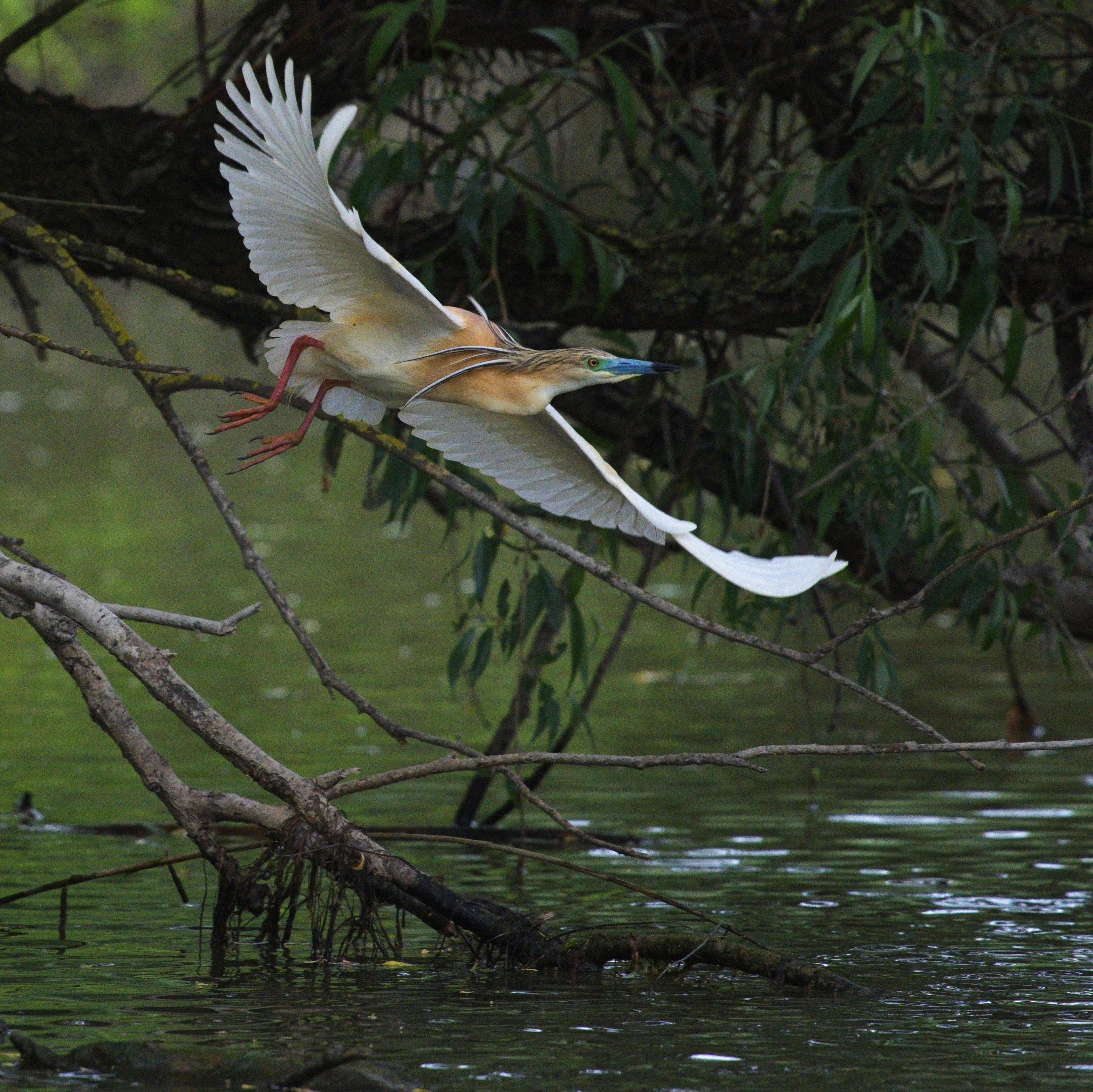Squacco Heron, Danube Delta, Romania — photo by Jim Bennett