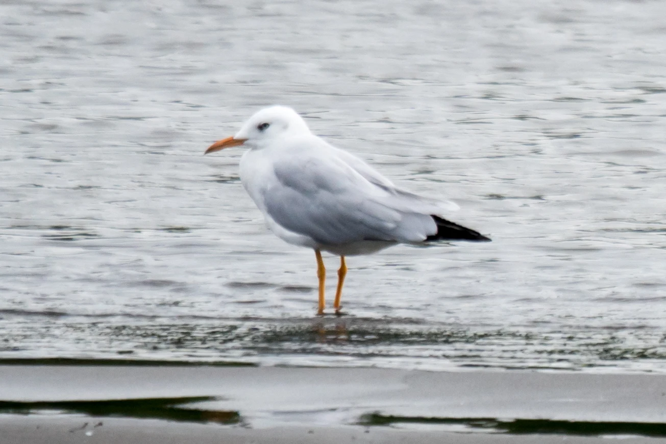 Slender Billed Gull, Kolkheti National Park, Georgia — photo by Jim Bennett