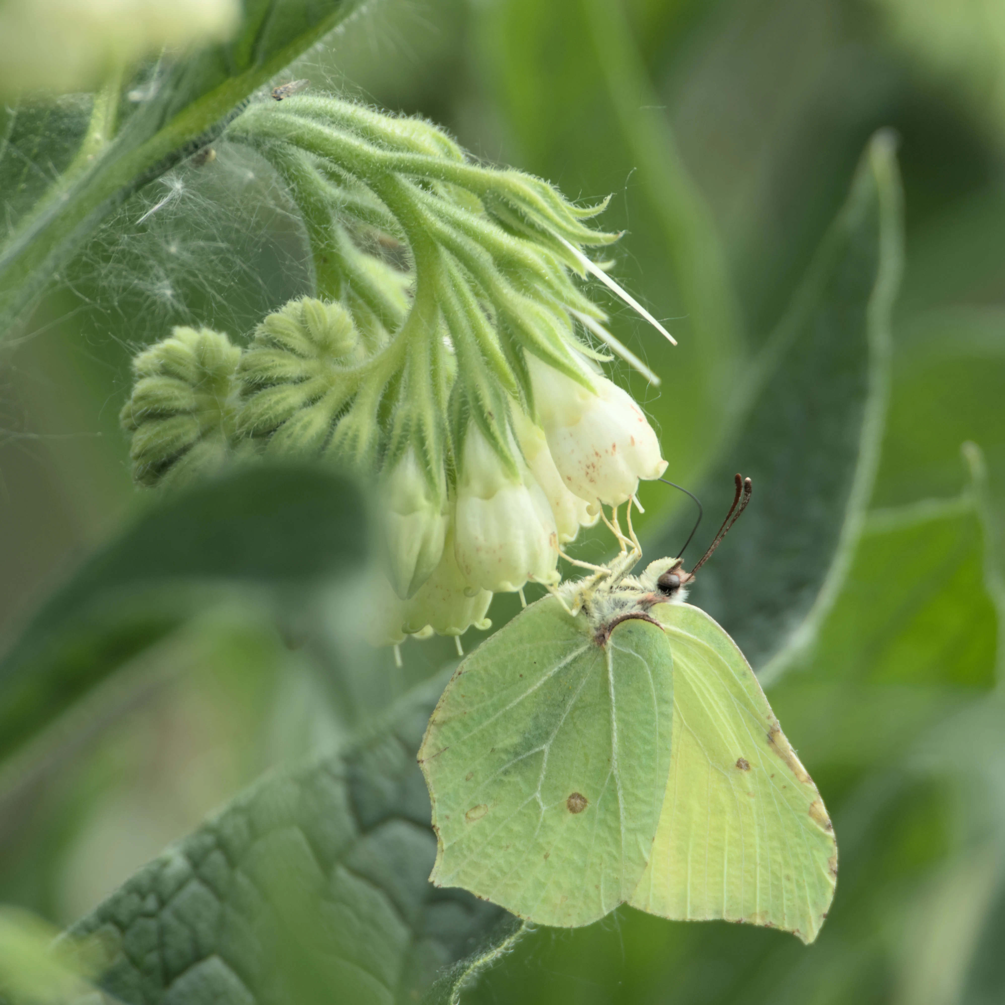 Brimstone feeding on Comfrey, RSPB Ham Wall, Somerset, UK — photo by Jim Bennett