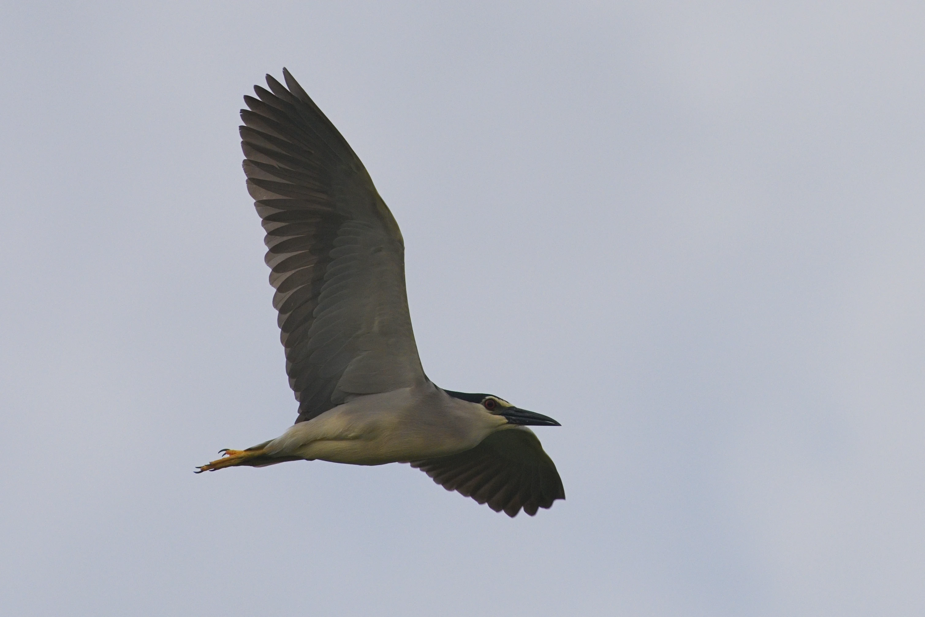 Night Heron, Danube Delta, Romania — photo by Jim Bennett