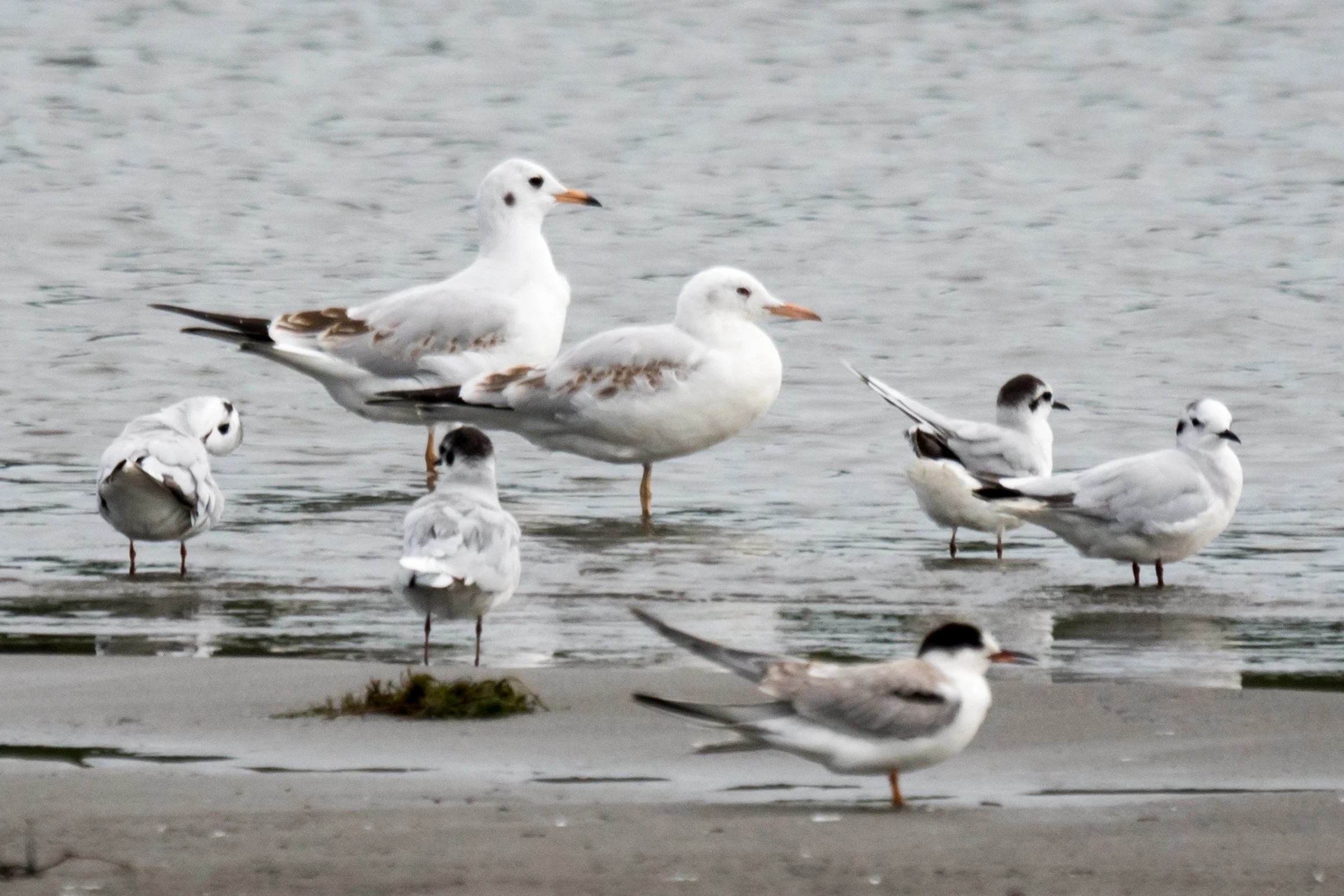 Black-headed Gull, Slender Billed Gull, Little Gulls, Common Tern, Kolkheti National Park, Georgia — photo by Jim Bennett