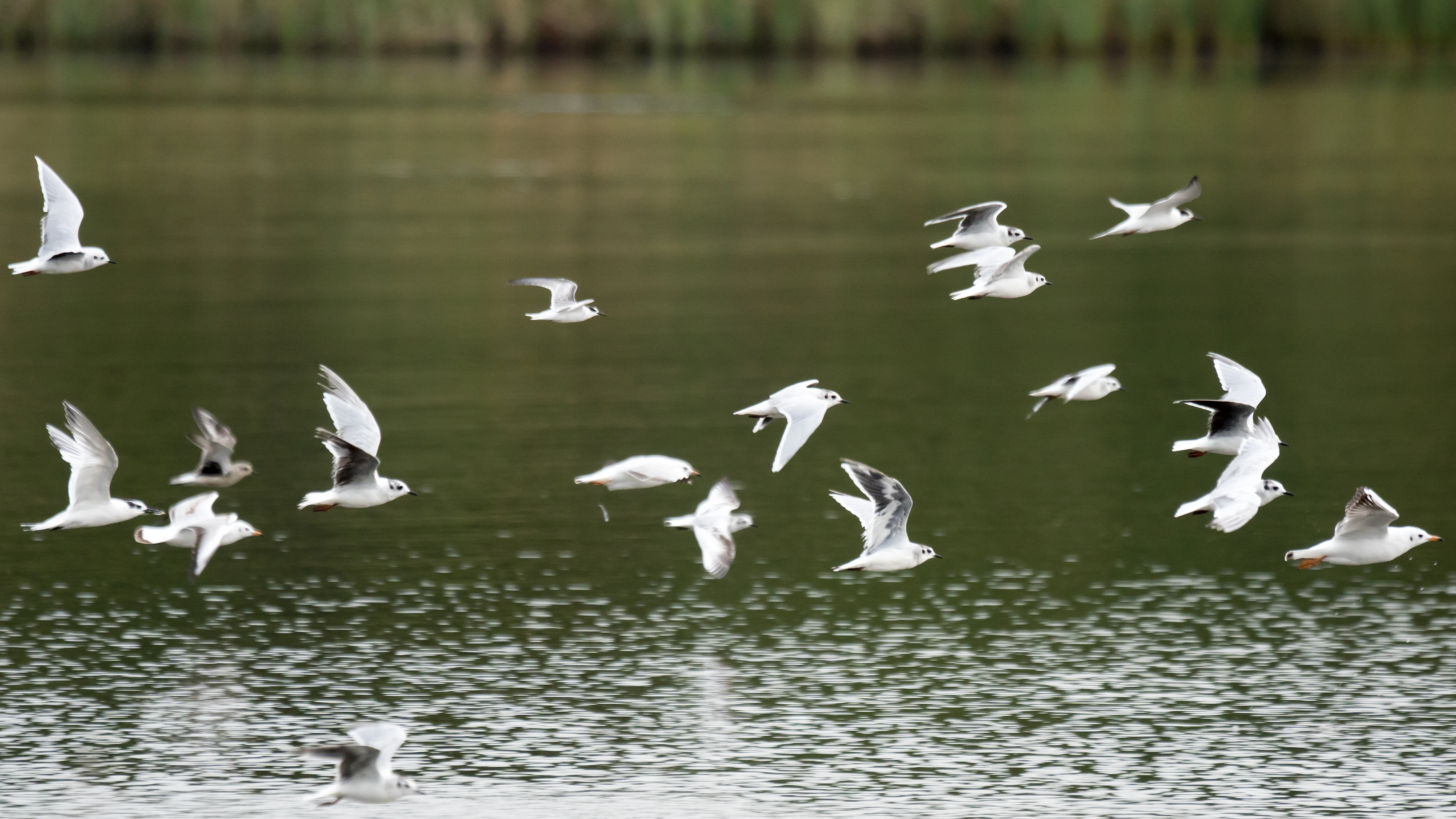 Black-headed Gulls, Little Gulls, Sandwich Tern, Little Tern, Common Tern, Grey Plover, Kolkheti National Park, Georgia — photo by Jim Bennett
