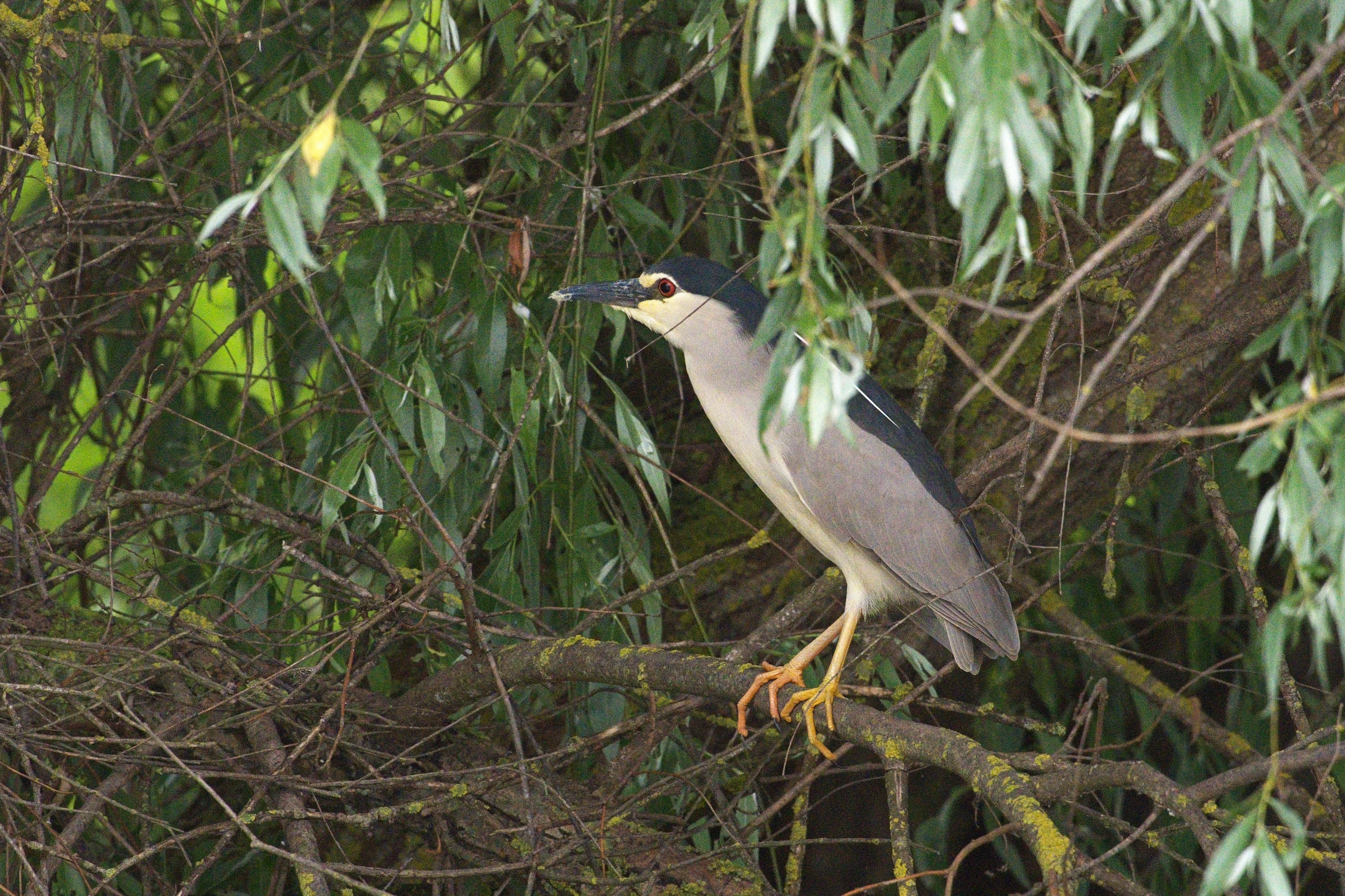 Night Heron, Danube Delta, Romania — photo by Jim Bennett