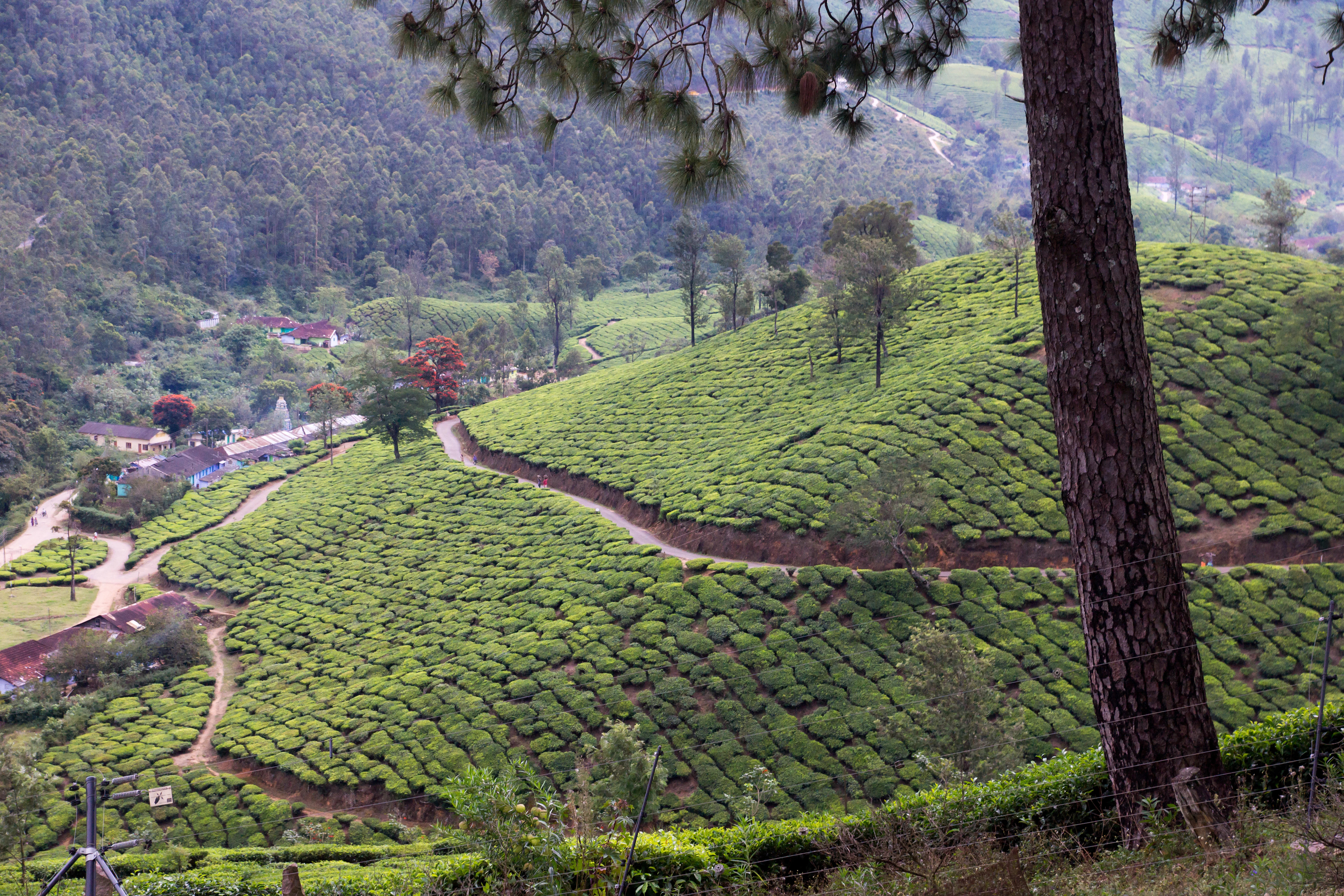 DSC06150, Kerala, India — photo by Jim Bennett
