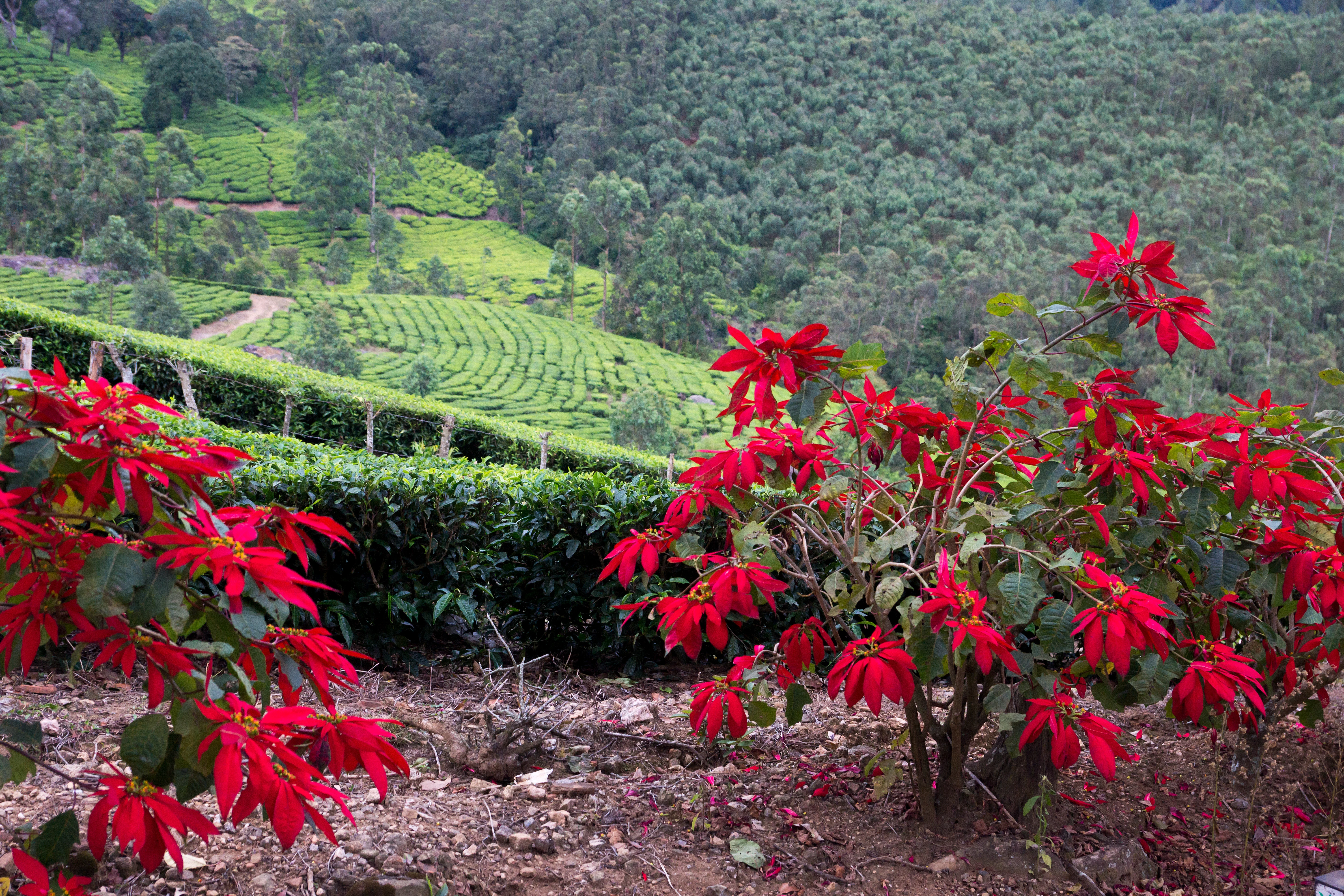 DSC06152, Kerala, India — photo by Jim Bennett