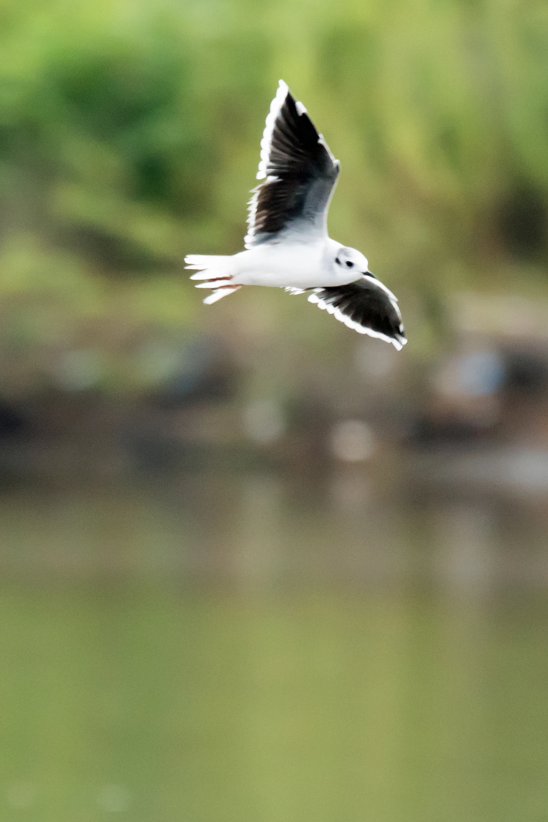 Little Gull, Kolkheti National Park, Georgia — photo by Jim Bennett