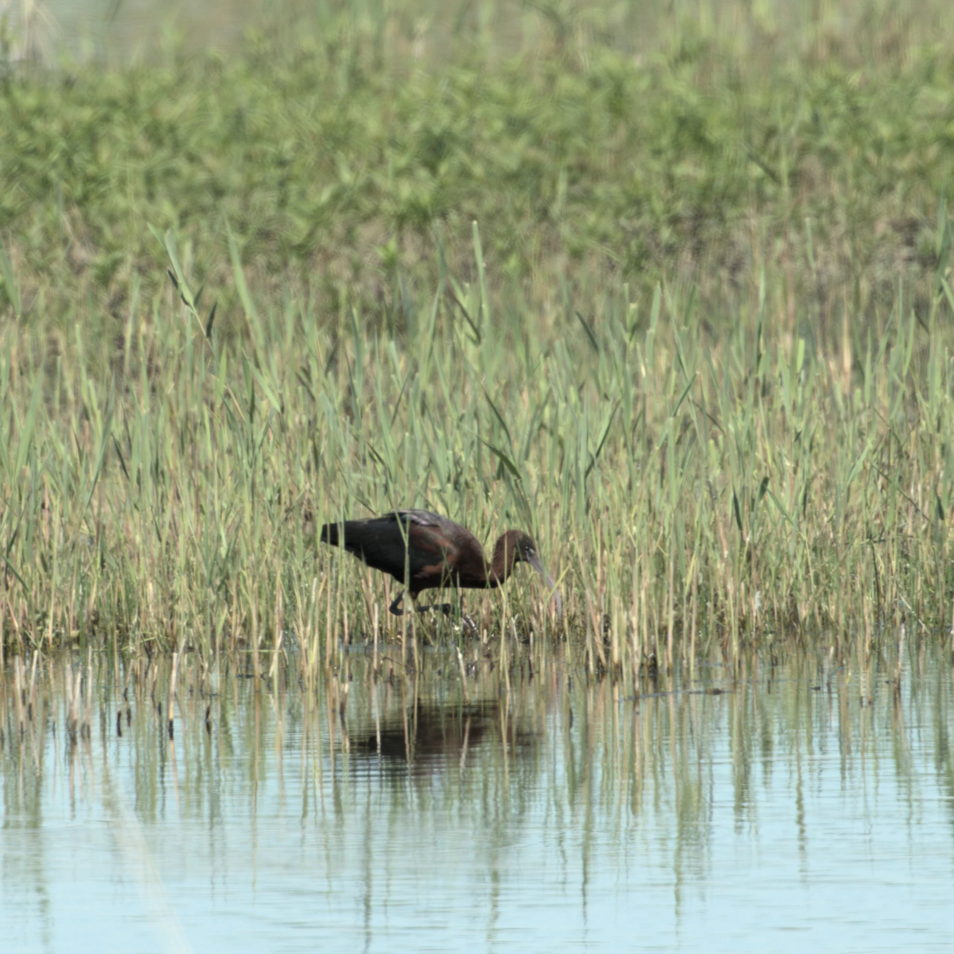 Glossy Ibis, RSPB Ham Wall, Somerset, UK — photo by Jim Bennett