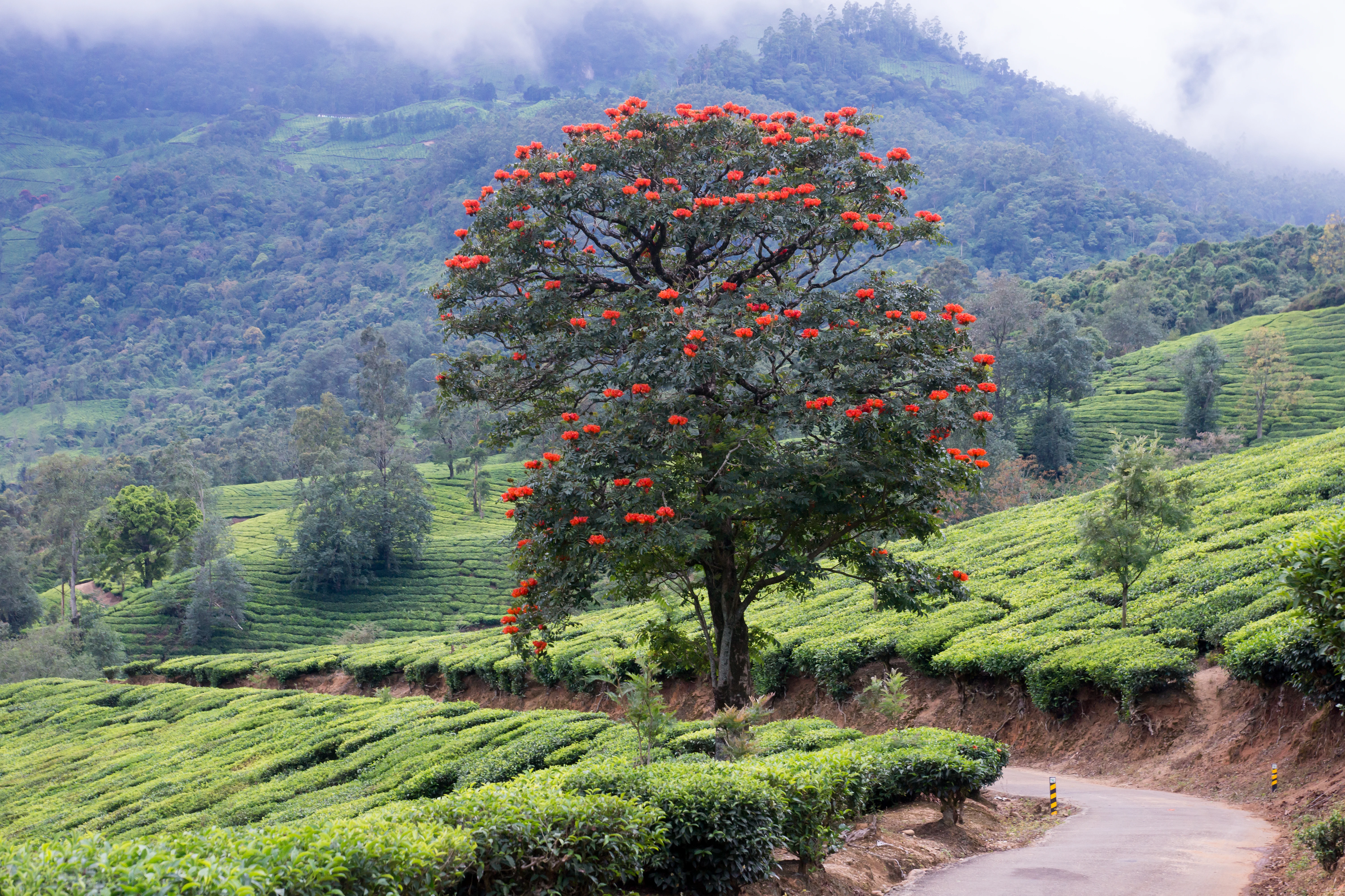 DSC06157, Kerala, India — photo by Jim Bennett