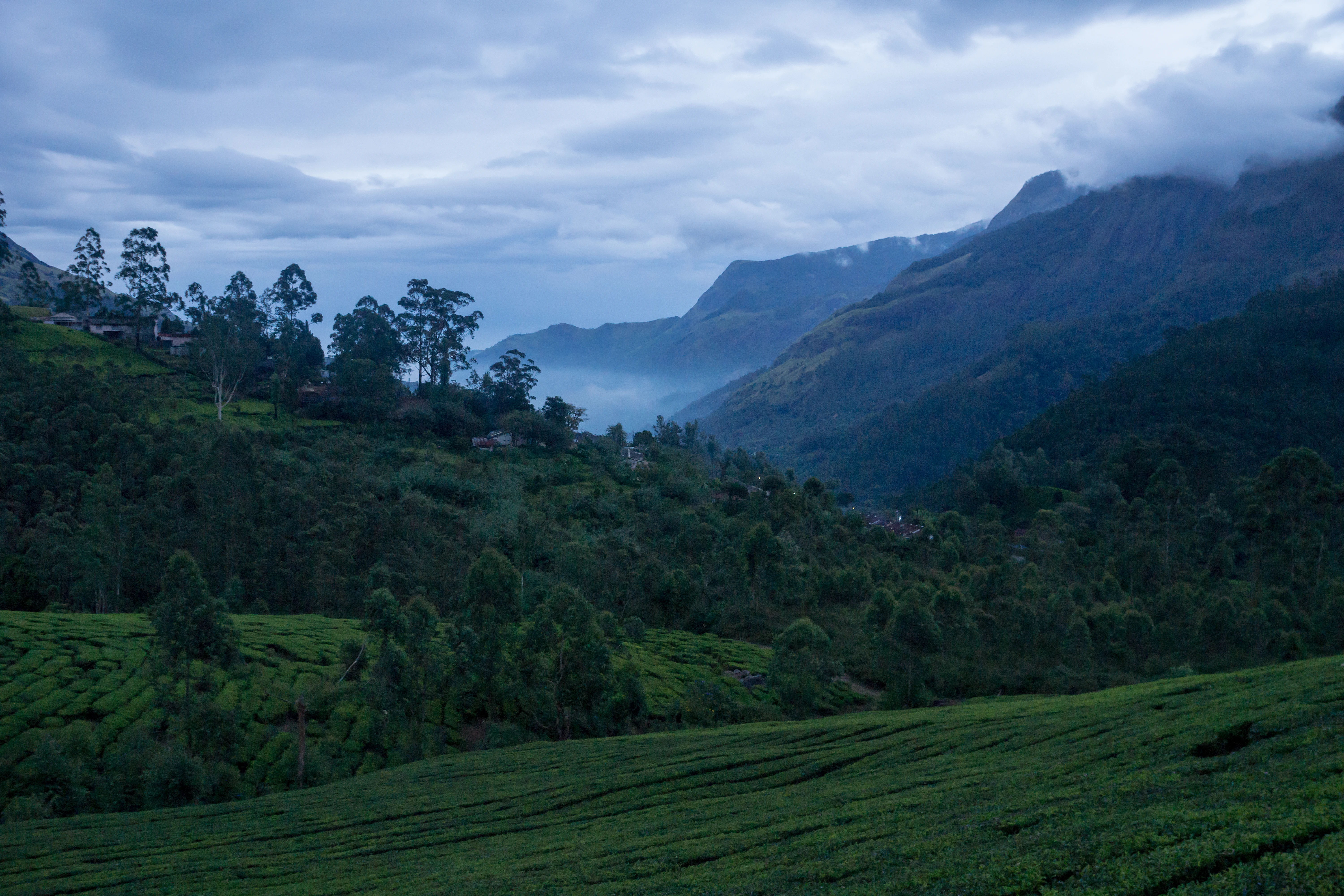 Talayar Tea Plantation, Talayar Tea Plantation, Kerala, India — photo by Jim Bennett