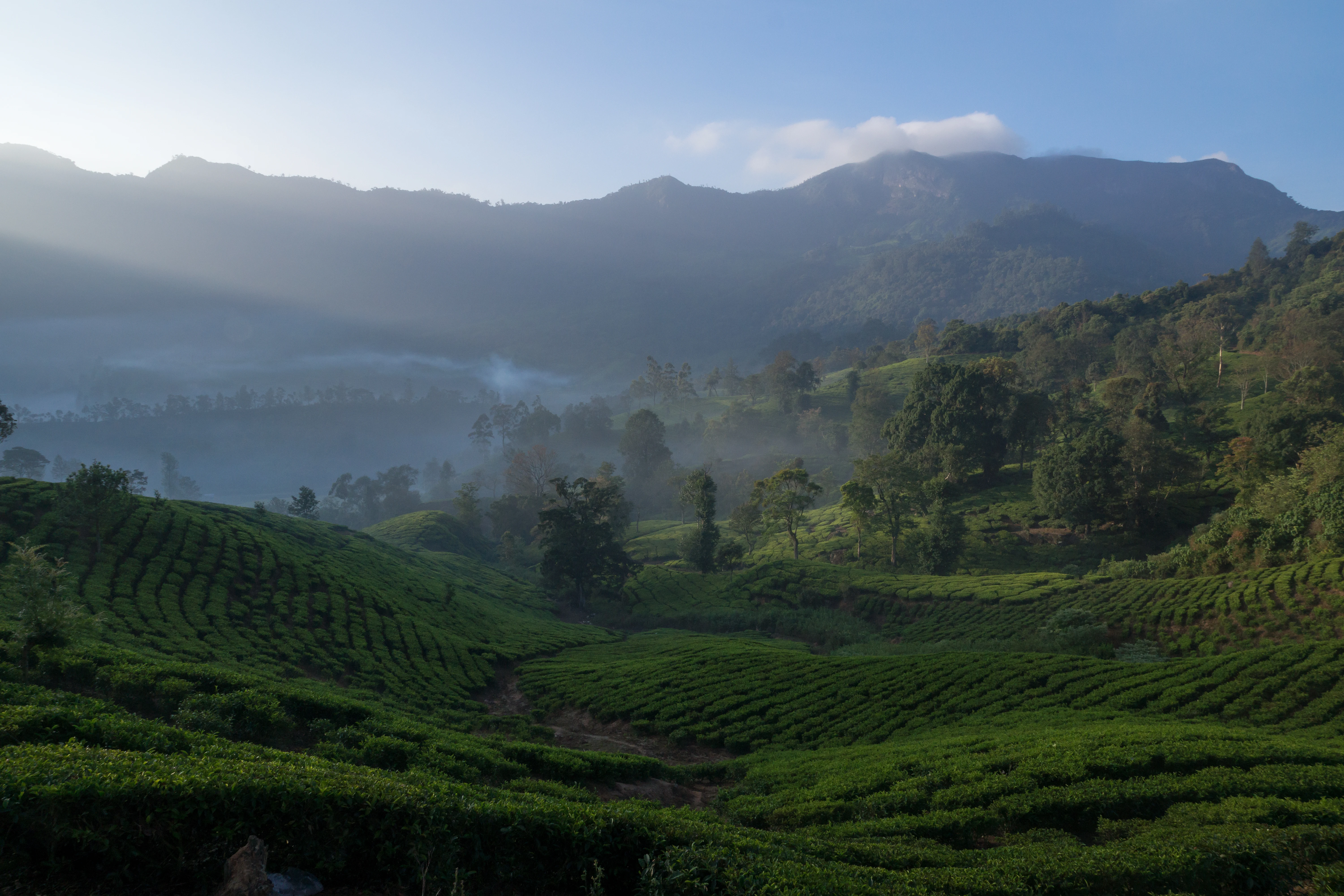 Talayar Tea Plantation, Talayar Tea Plantation, Kerala, India — photo by Jim Bennett