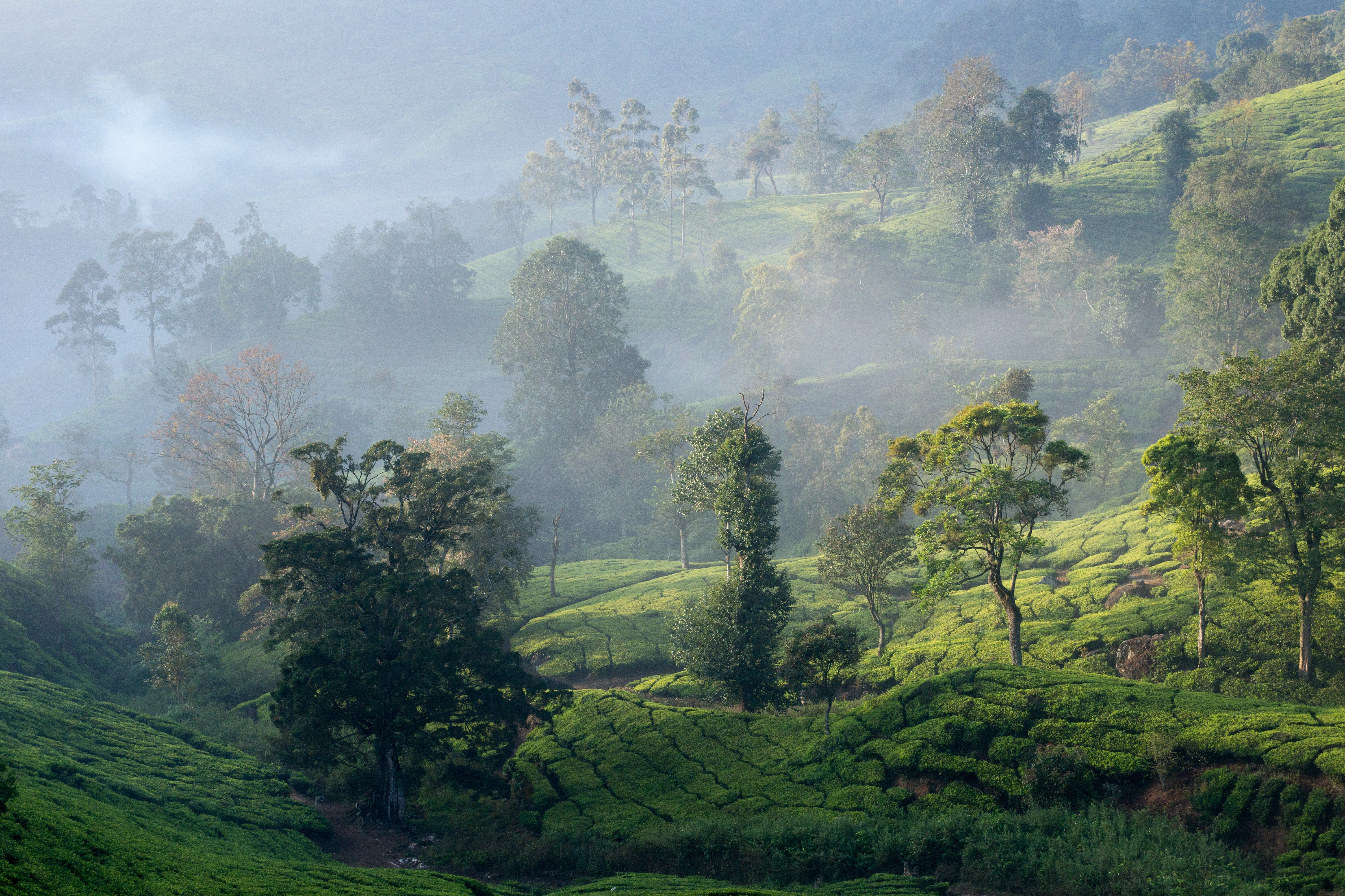 Talayar Tea Plantation, Talayar Tea Plantation, Kerala, India — photo by Jim Bennett