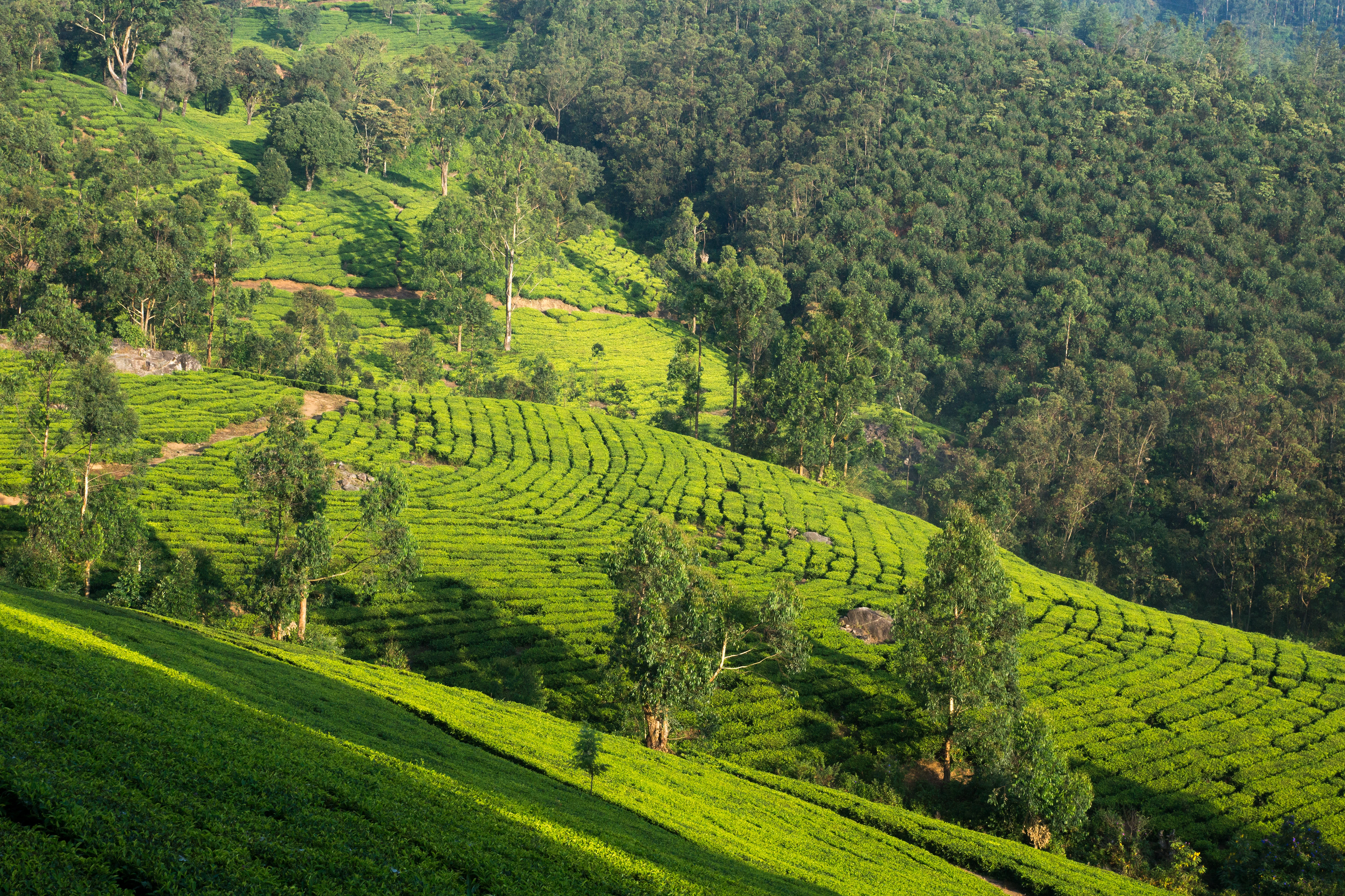 Talayar Tea Plantation, Talayar Tea Plantation, Kerala, India — photo by Jim Bennett