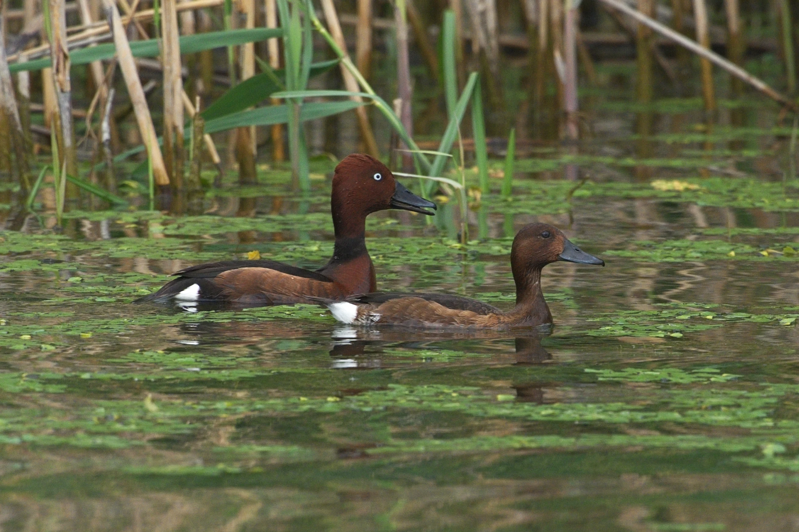 Ferruginous Ducks, Danube Delta, Romania — photo by Jim Bennett