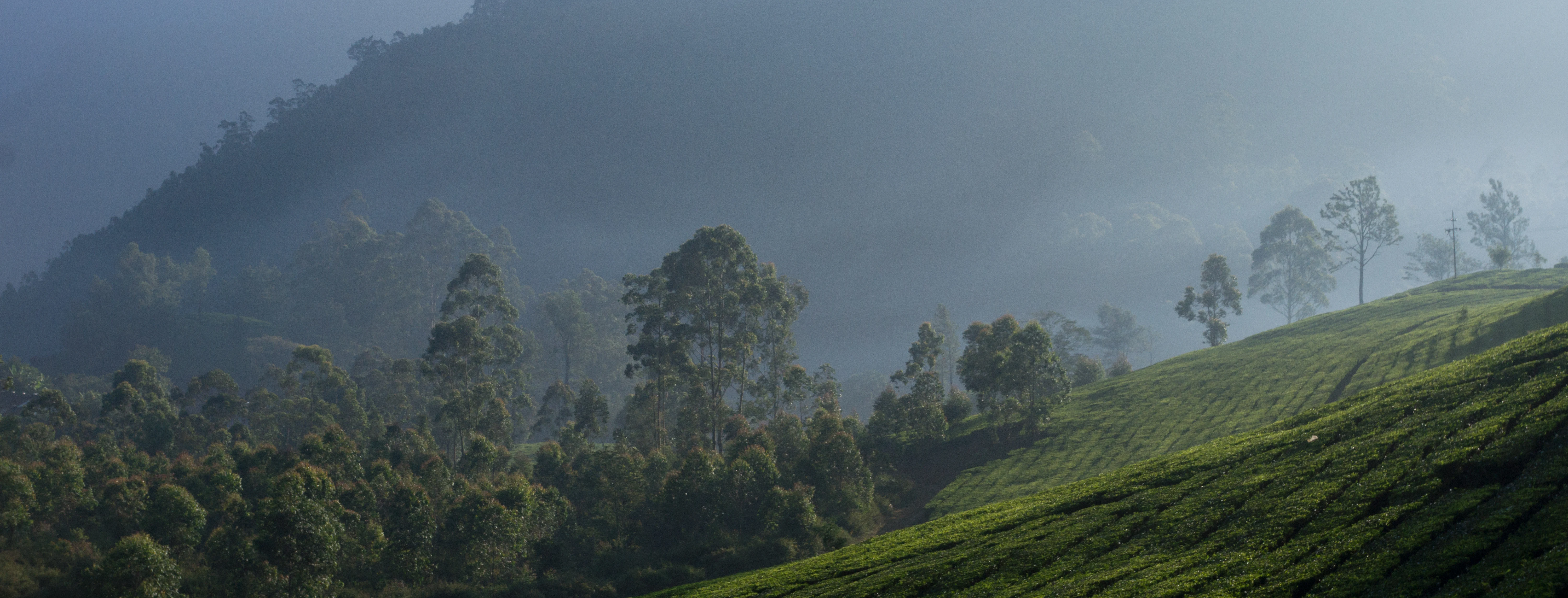 Talayar Tea Plantation, Talayar Tea Plantation, Kerala, India — photo by Jim Bennett