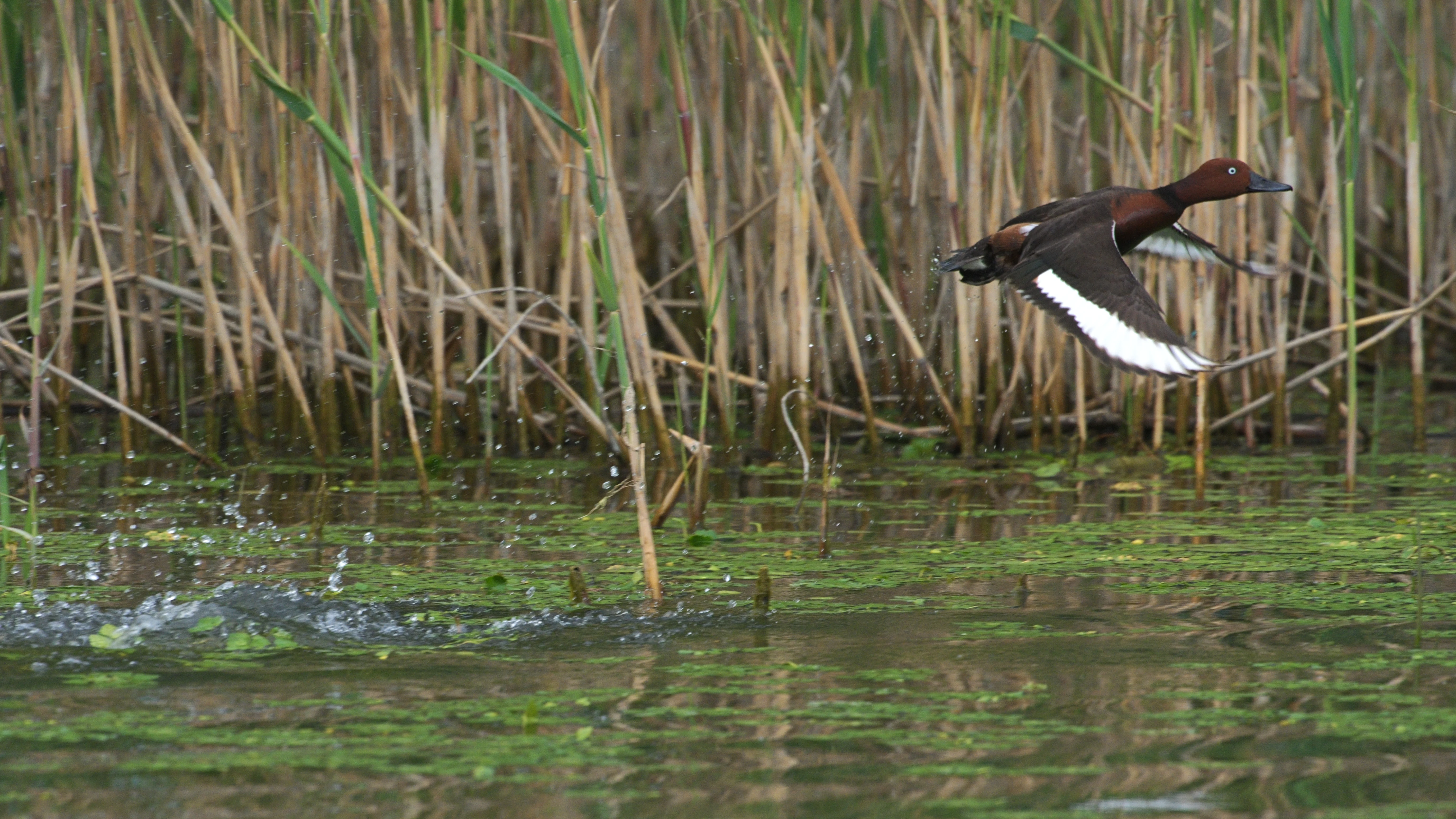 Ferruginous Duck, Danube Delta, Romania — photo by Jim Bennett