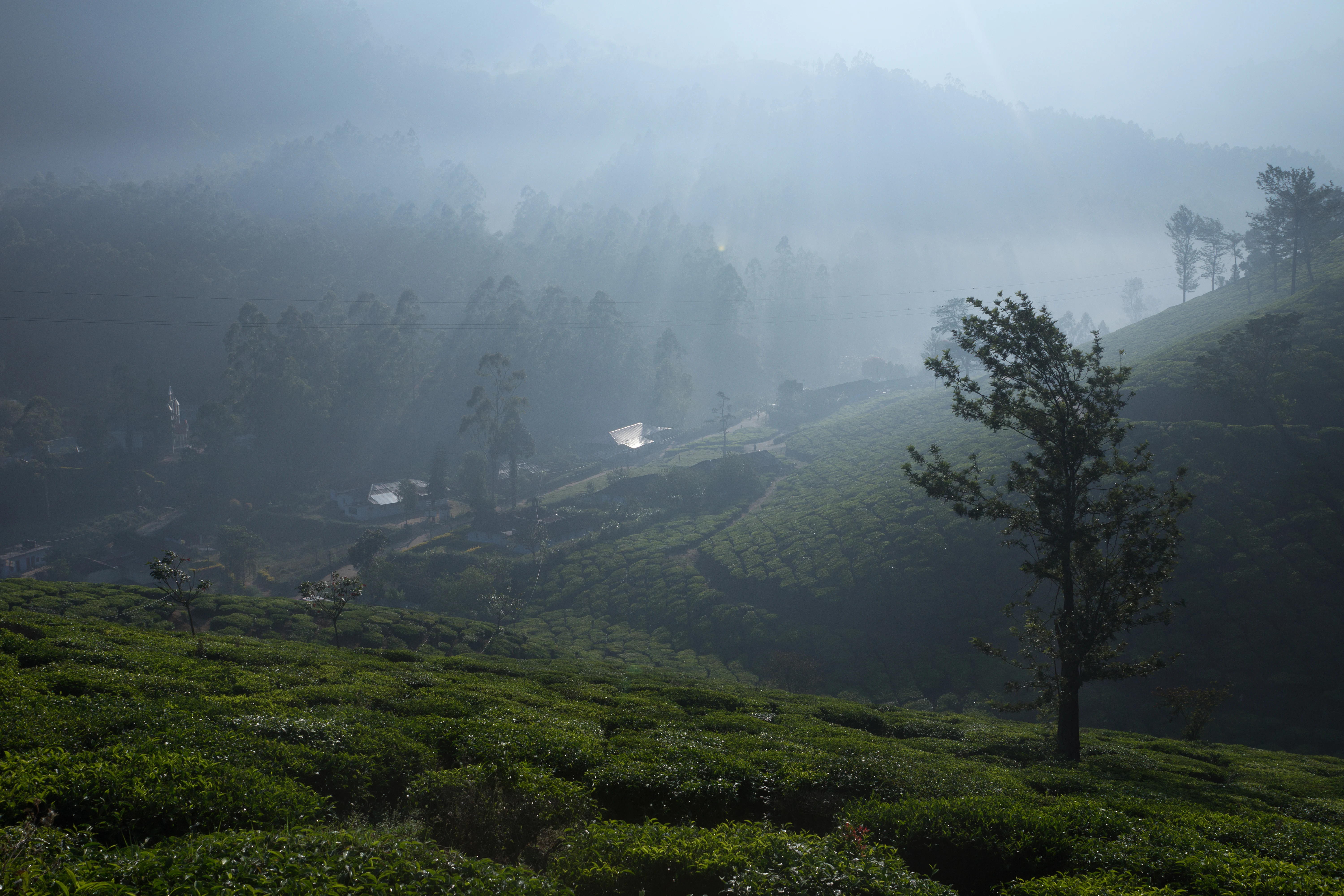 Talayar Tea Plantation, Talayar Tea Plantation, Kerala, India — photo by Jim Bennett