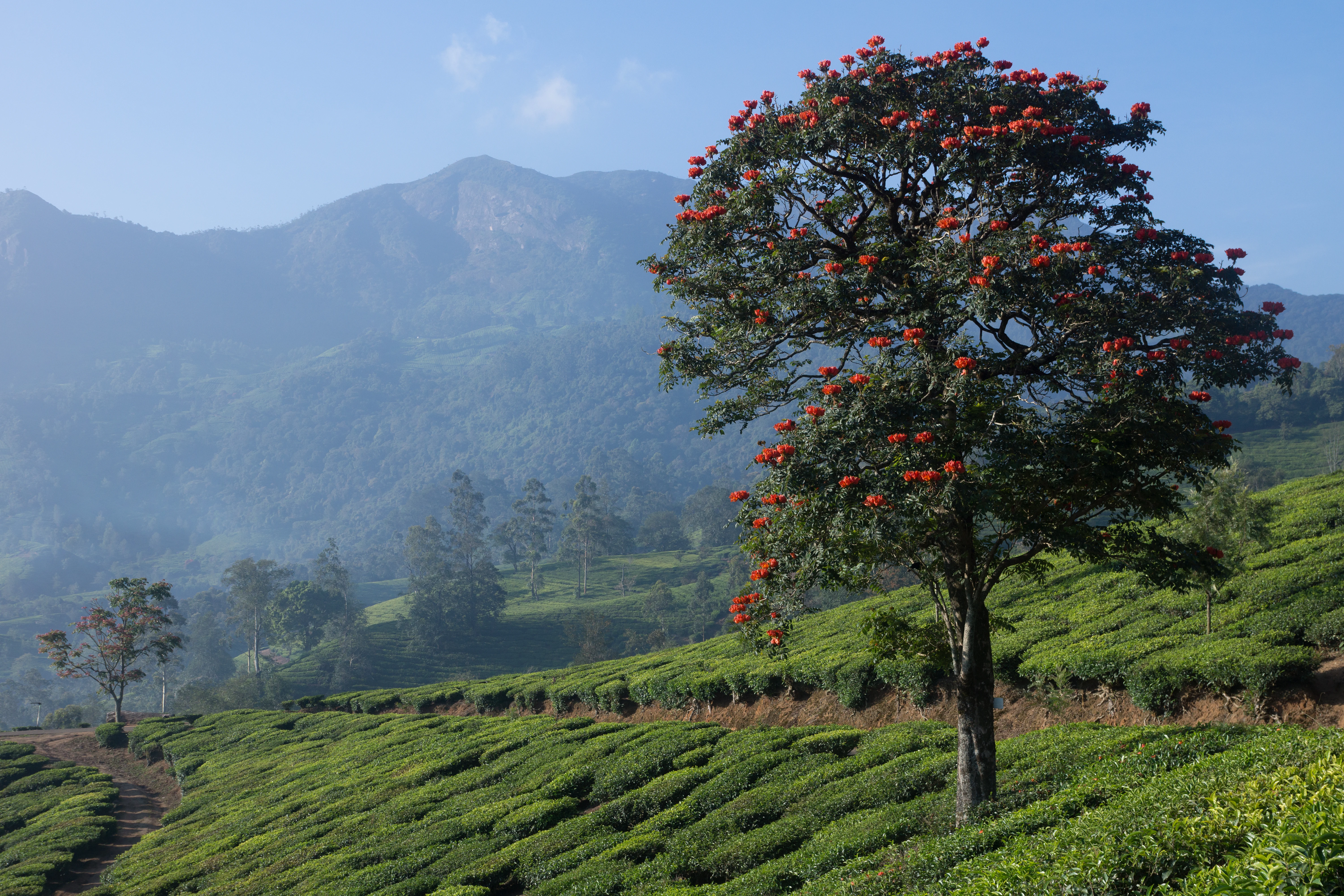 Talayar Tea Plantation, Talayar Tea Plantation, Kerala, India — photo by Jim Bennett