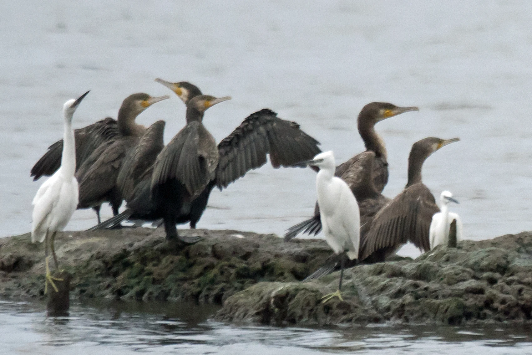 Cormorants & Little Egrets, Kolkheti National Park, Georgia — photo by Jim Bennett