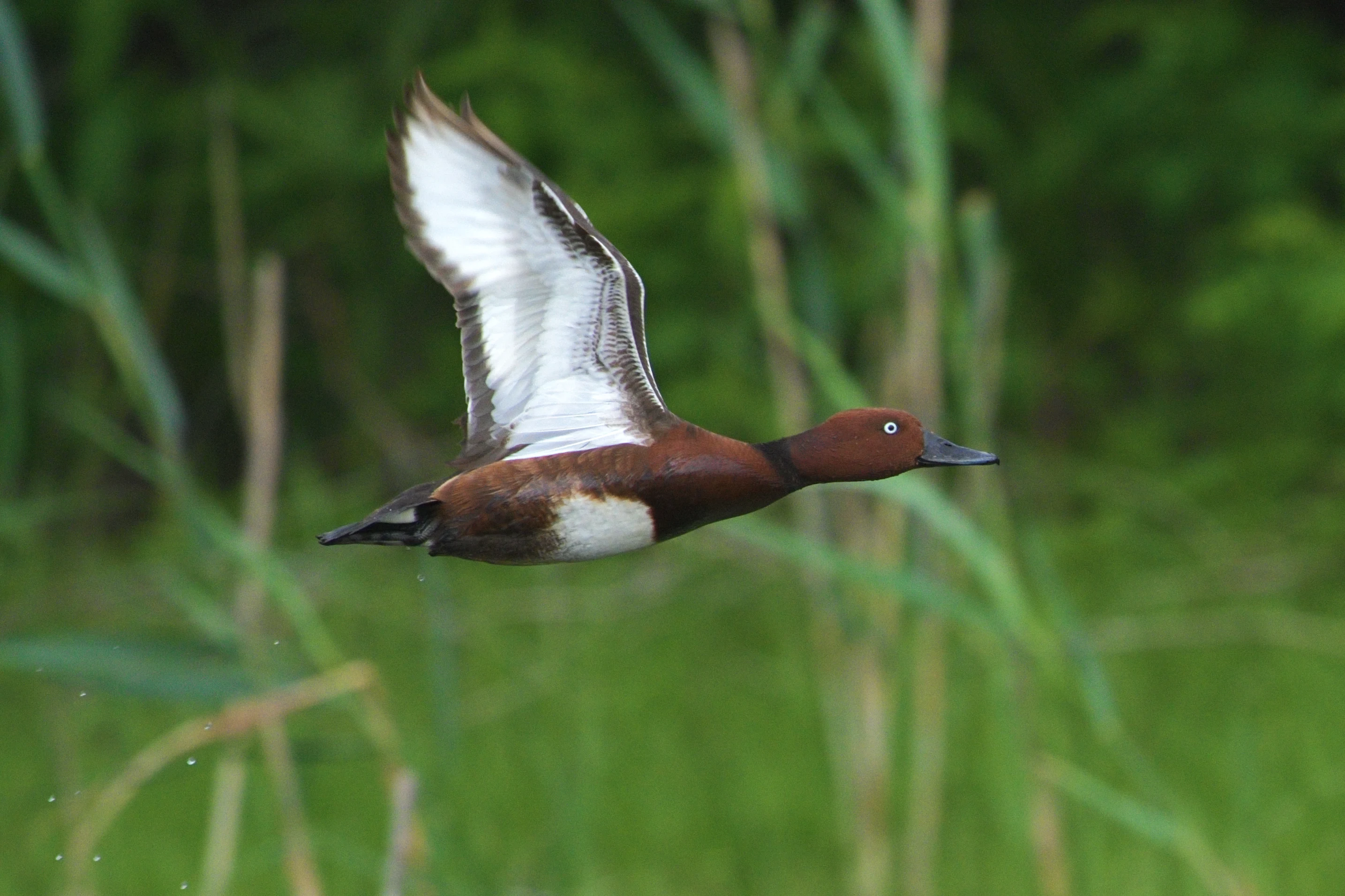 Ferruginous Duck, Danube Delta, Romania — photo by Jim Bennett