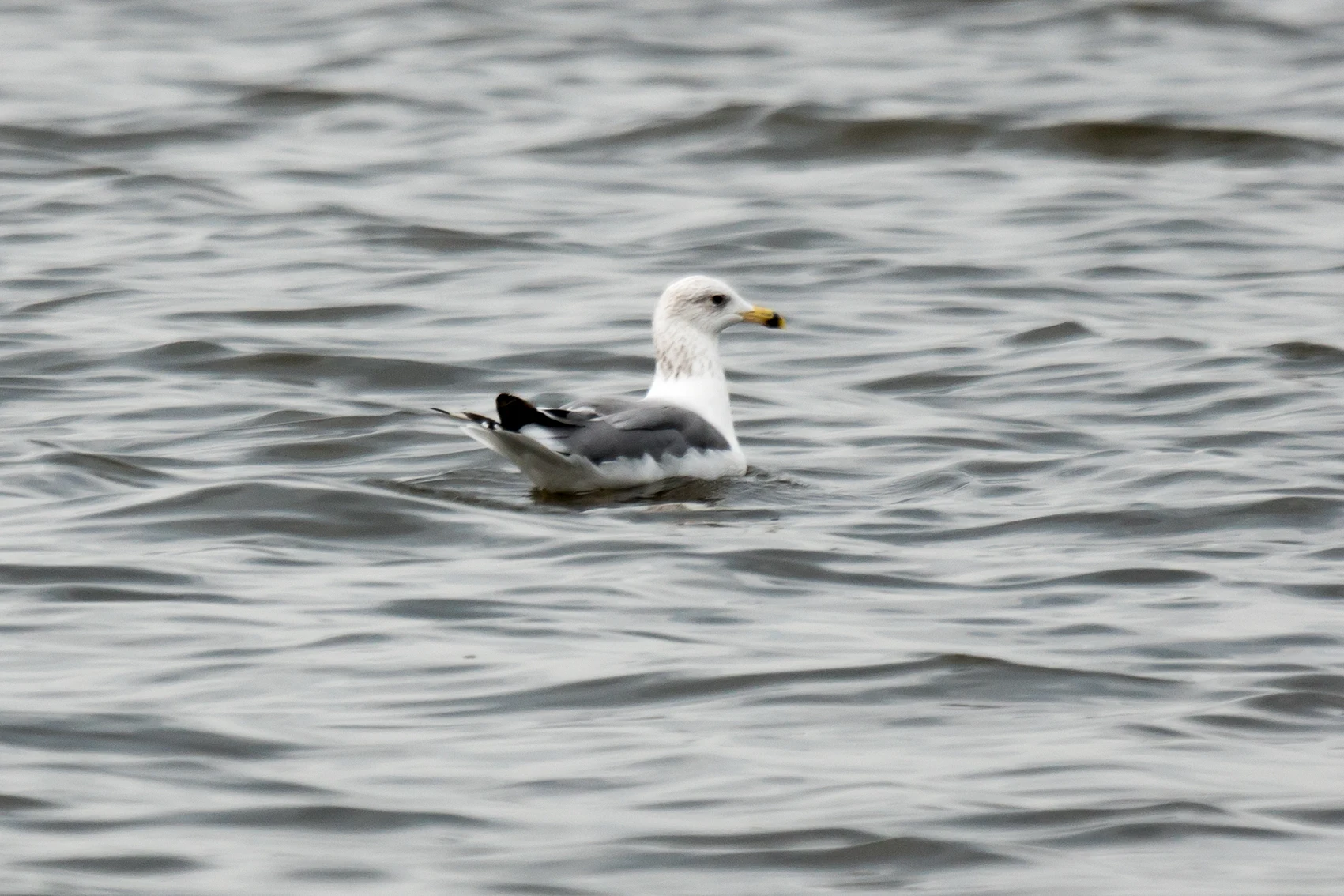 Armenian Gull, Kolkheti National Park, Georgia — photo by Jim Bennett