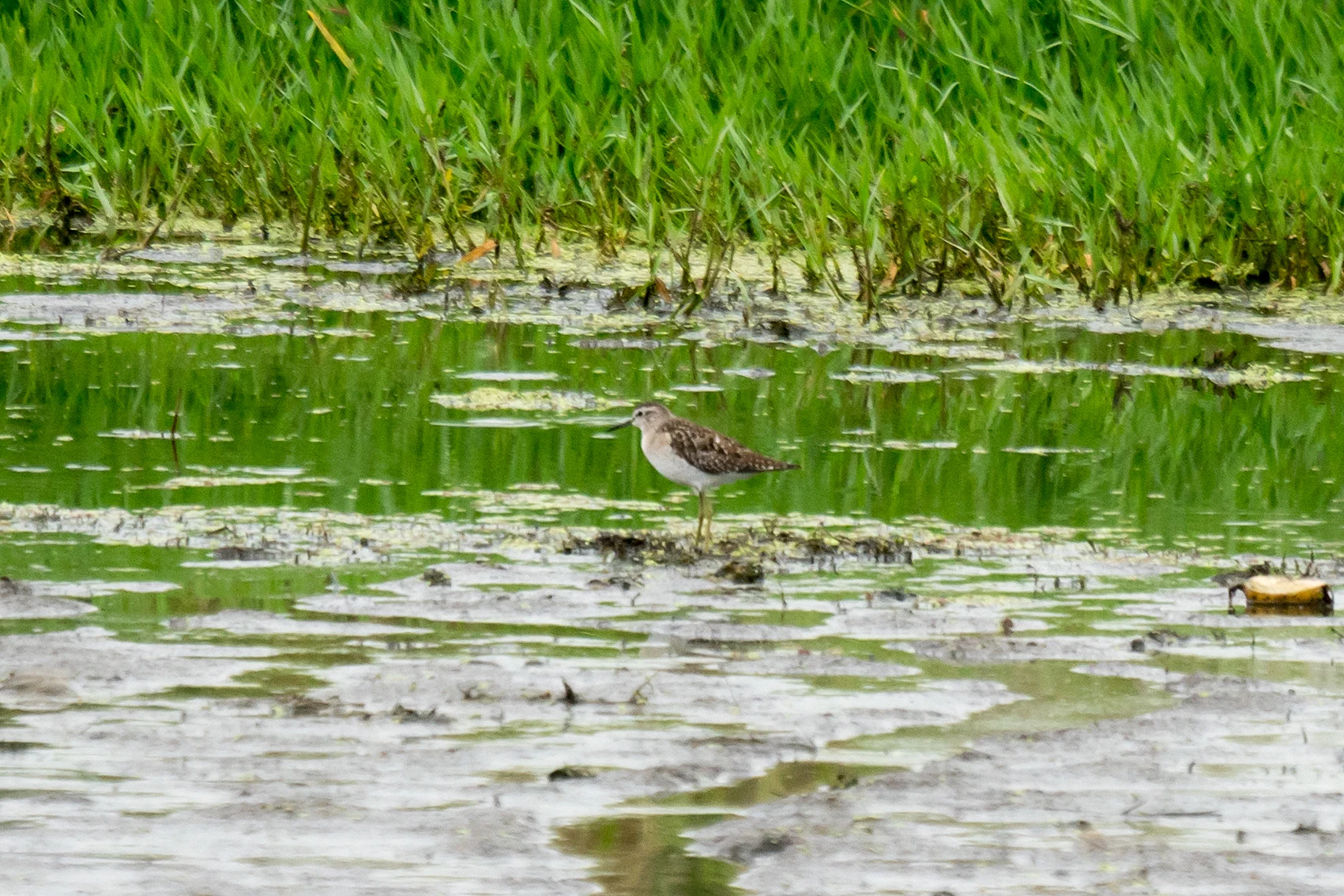 Wood Sandpiper, Kolkheti National Park, Georgia — photo by Jim Bennett