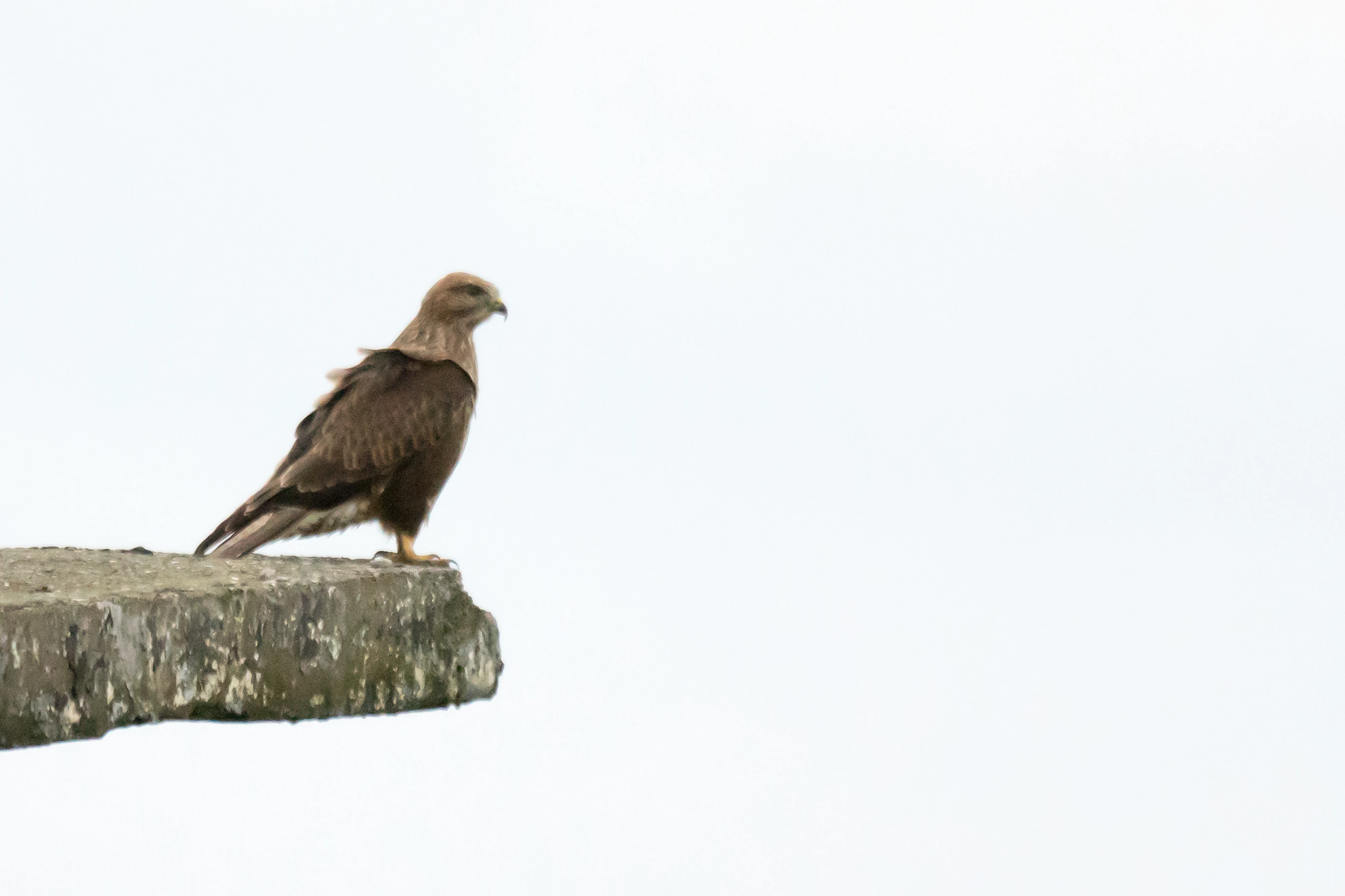 Steppe Buzzard, Chorokhi Delta, Georgia — photo by Jim Bennett