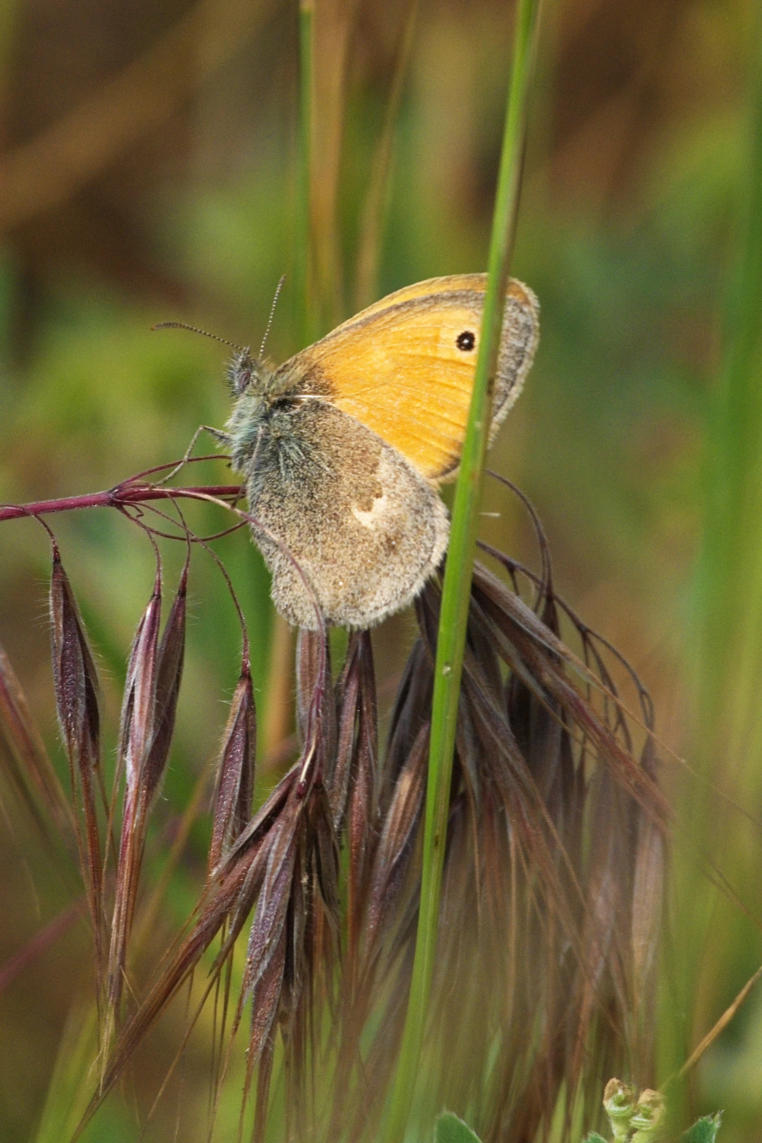 Small Heath, Bird Sanctuary, near Caraorman, Danube Delta, Romania — photo by Jim Bennett
