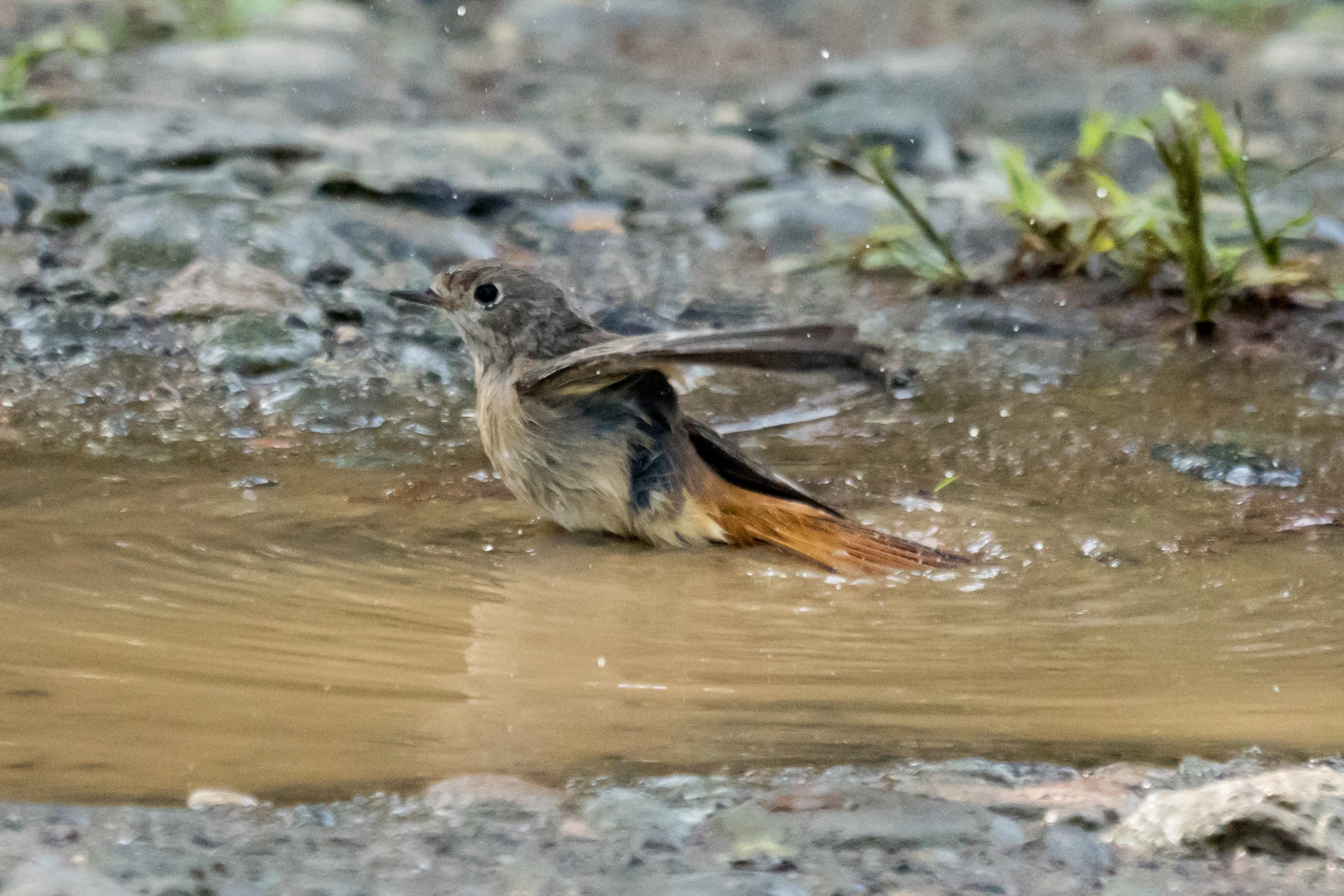 Common Redstart, Shuamta, Georgia — photo by Jim Bennett