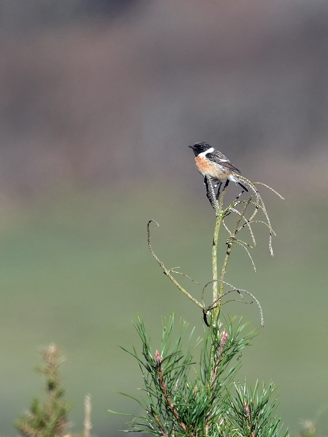 Stonechat, New Forest, UK — photo by Jim Bennett