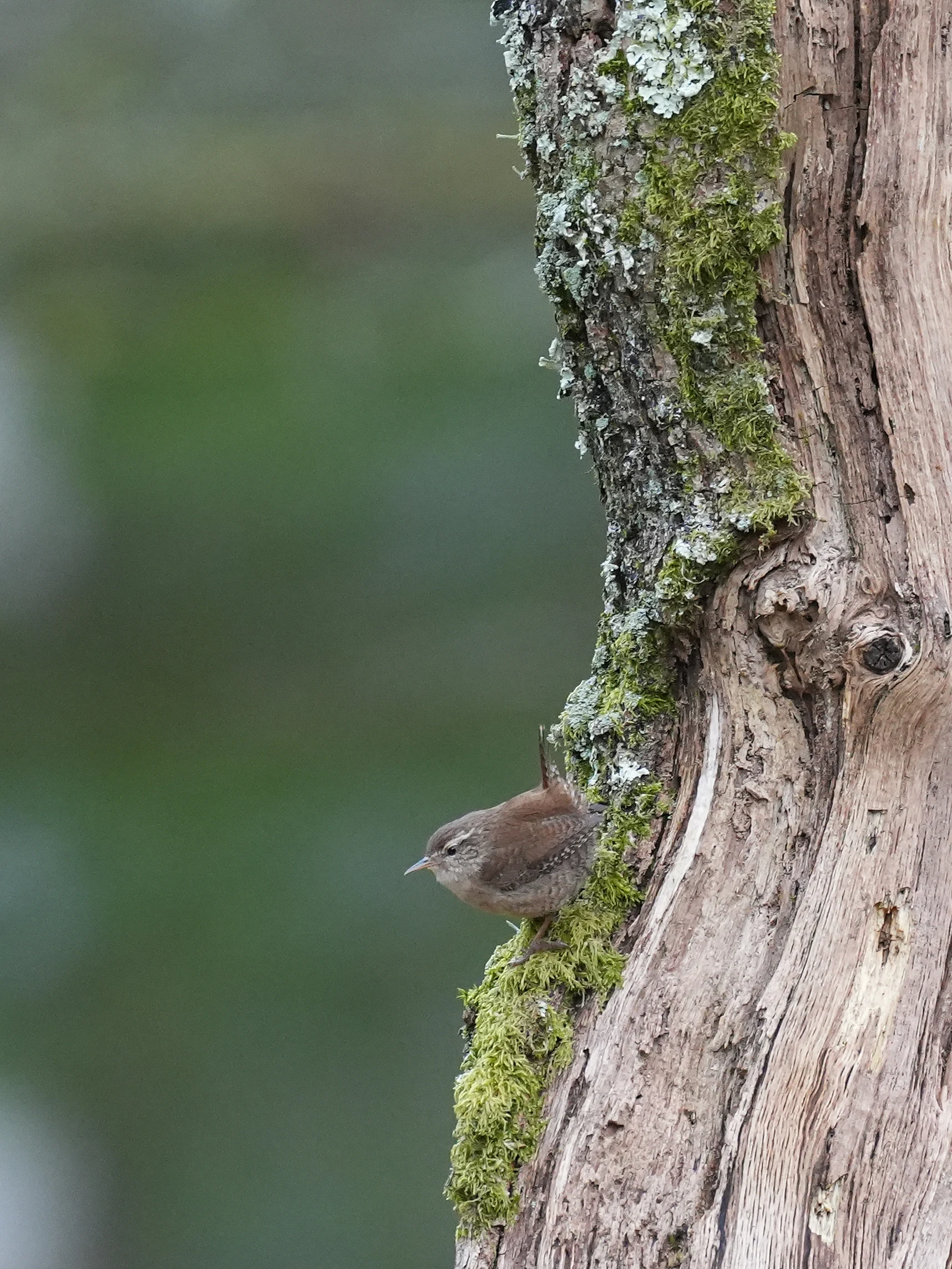 Wren, New Forest, UK — photo by Jim Bennett