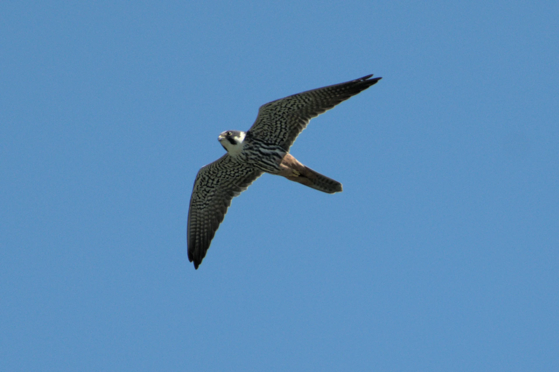 Hobby, Shapwick Heath NNR, Somerset, UK — photo by Jim Bennett
