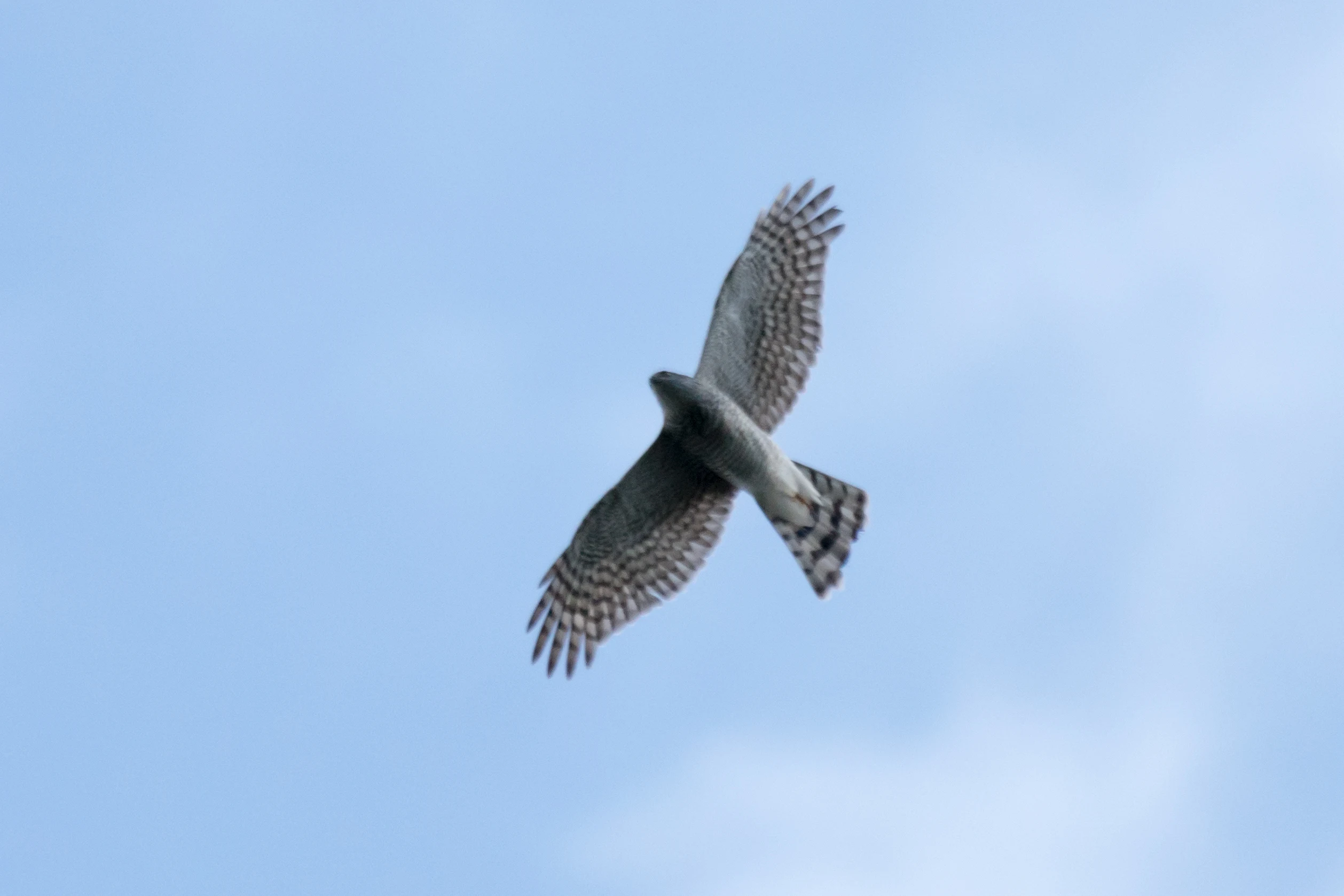 Sparrowhawk, Saghalvasho, Georgia — photo by Jim Bennett