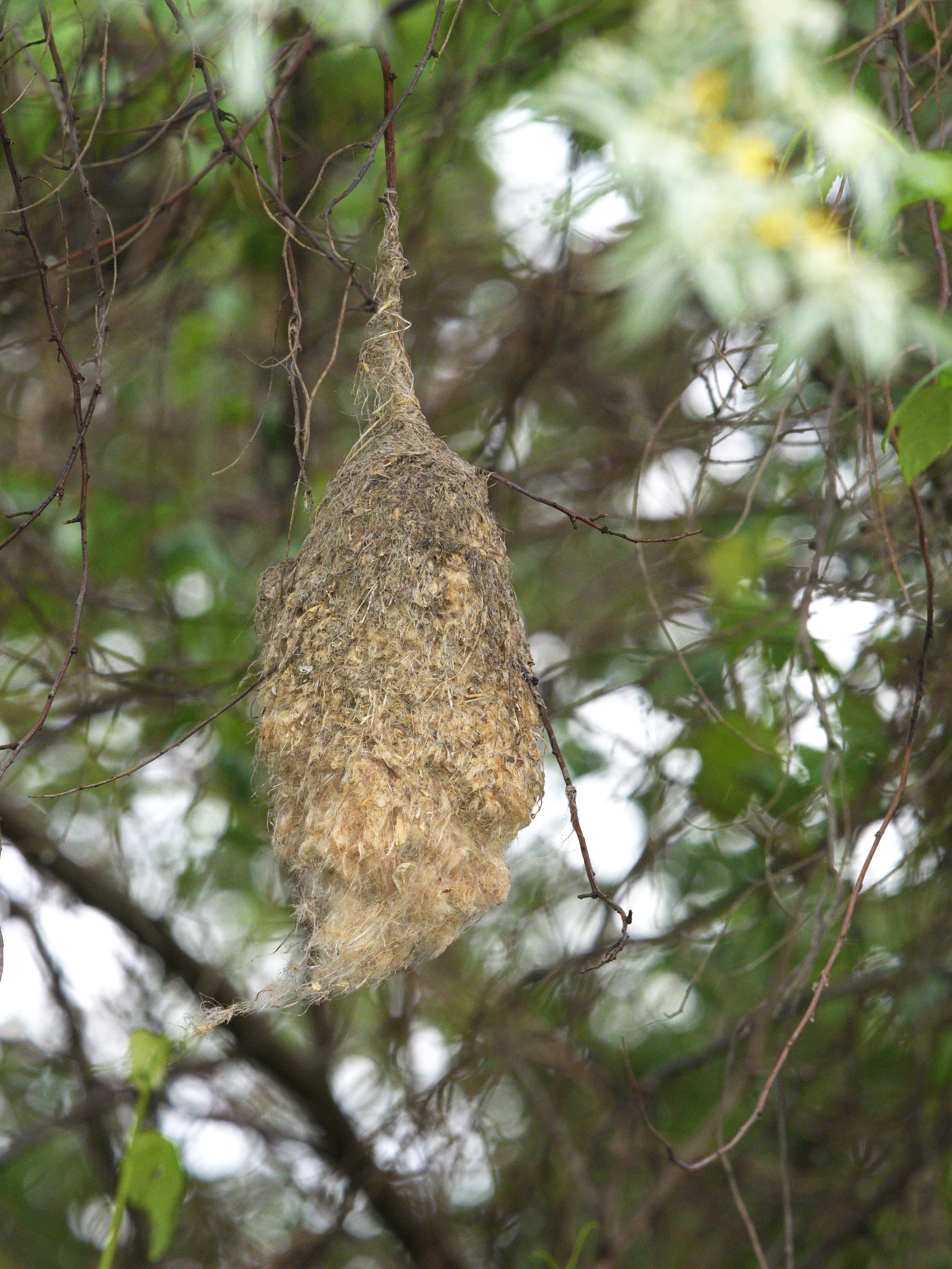 Penduline Tit nest, near Caraorman, Danube Delta, Romania — photo by Jim Bennett