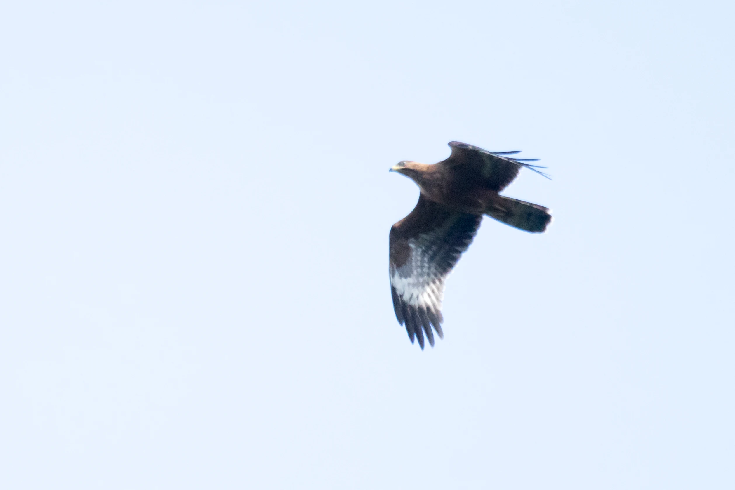 Honey Buzzard, Saghalvasho, Georgia — photo by Jim Bennett