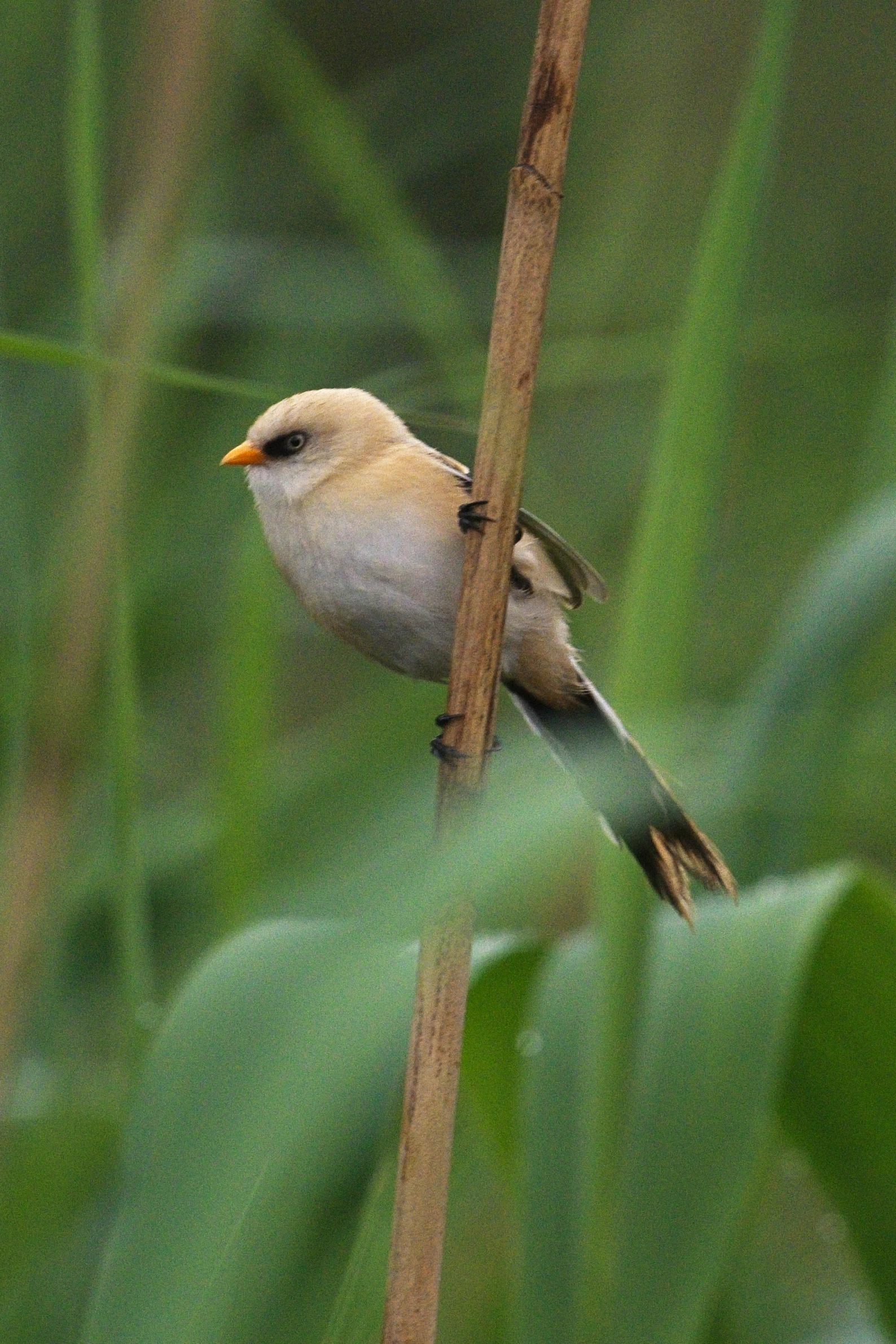 Bearded Reedling, near Caraorman, Danube Delta, Romania — photo by Jim Bennett