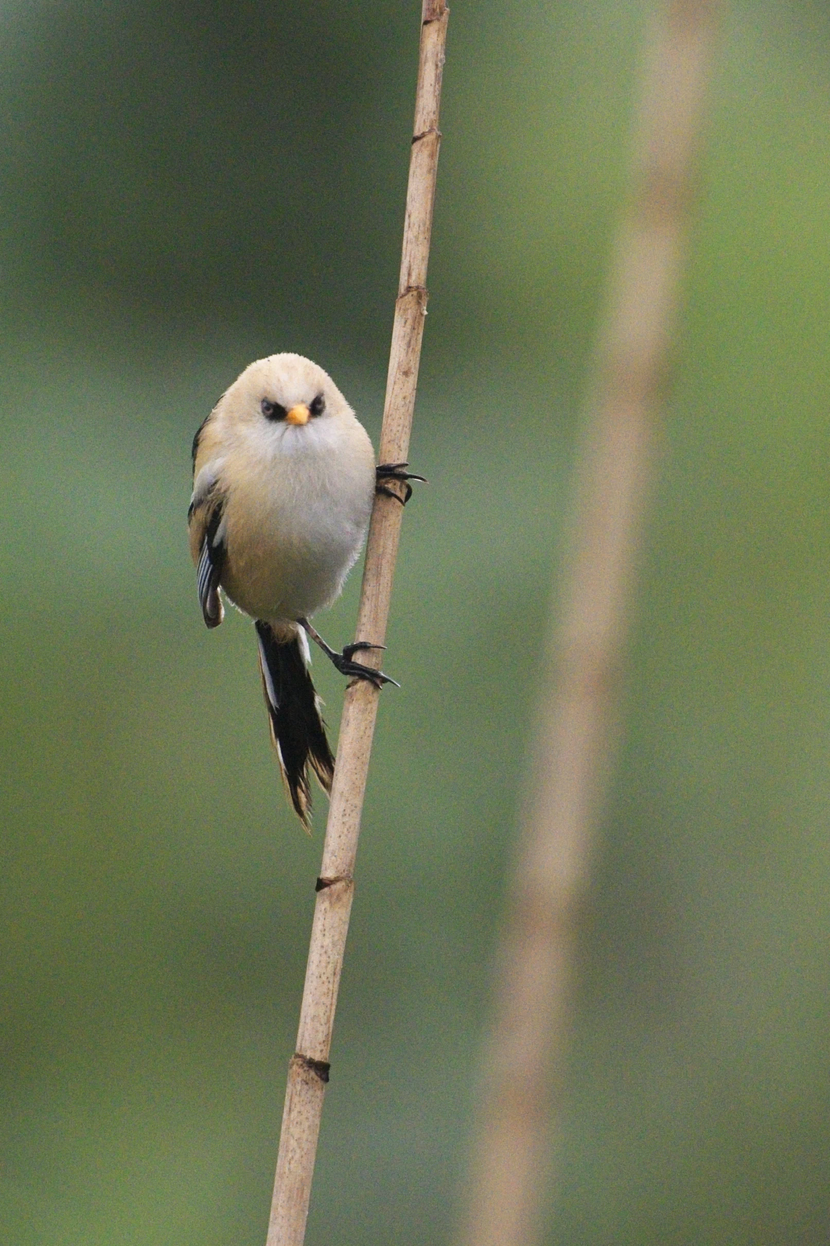 Bearded Reedling, near Caraorman, Danube Delta, Romania — photo by Jim Bennett