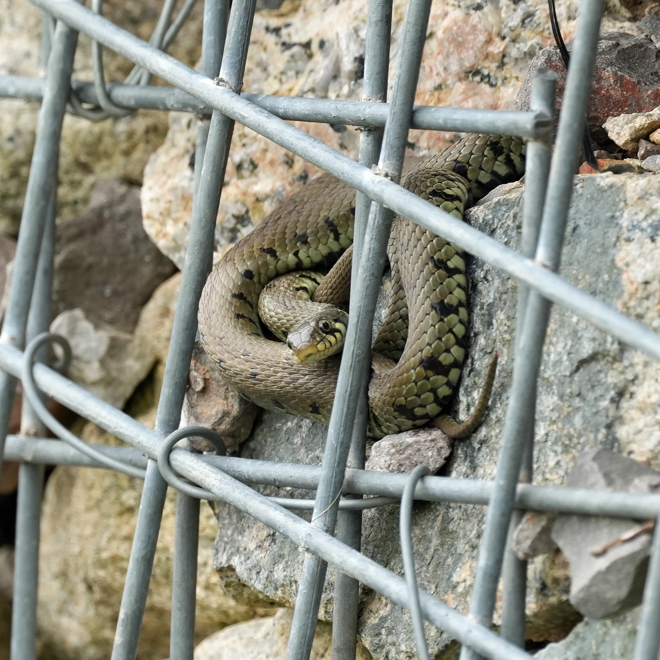Grass Snake, RSPB Ham Wall, Somerset, UK — photo by Jim Bennett