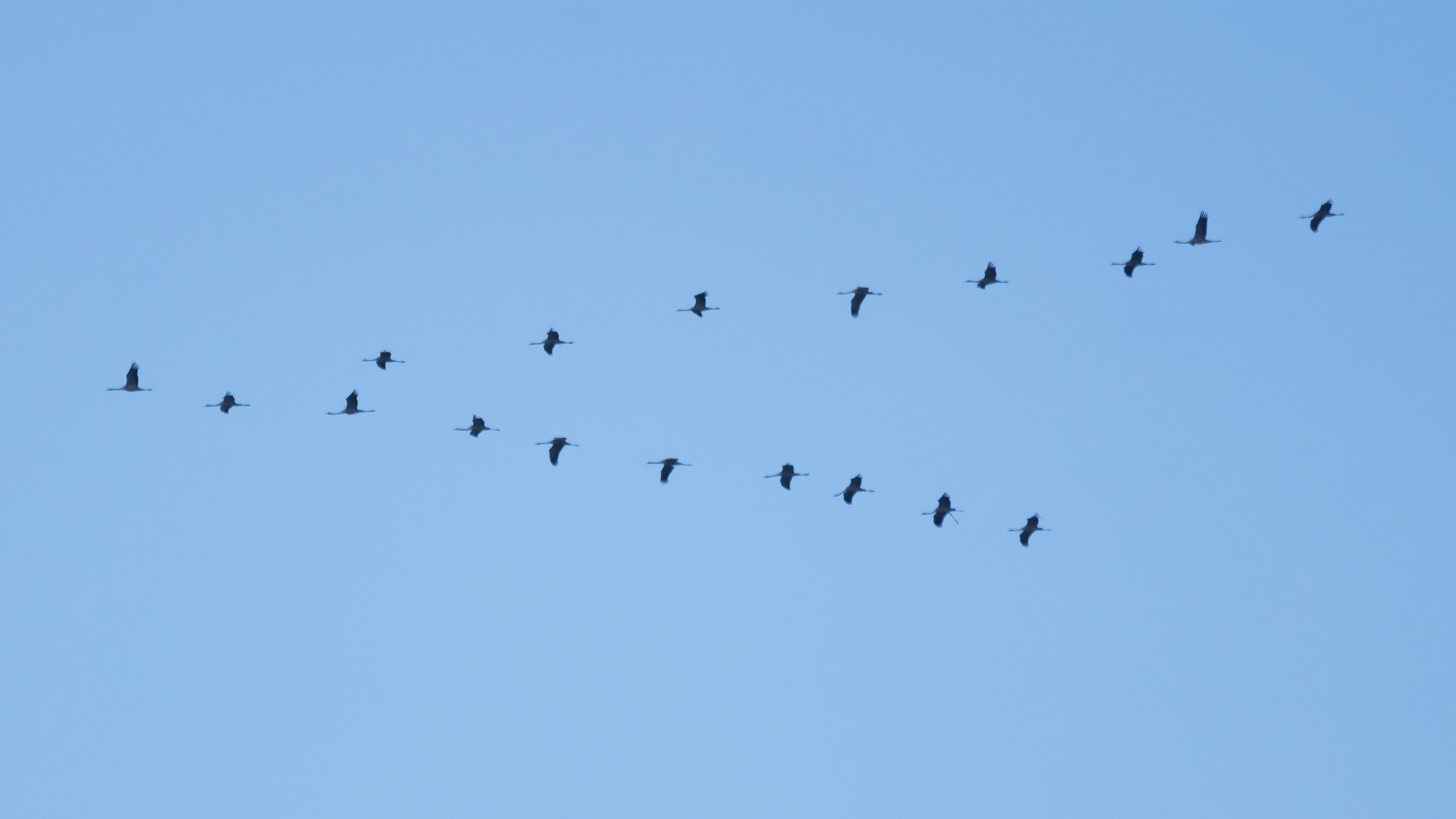 Common Cranes, Saghalvasho, Georgia — photo by Jim Bennett