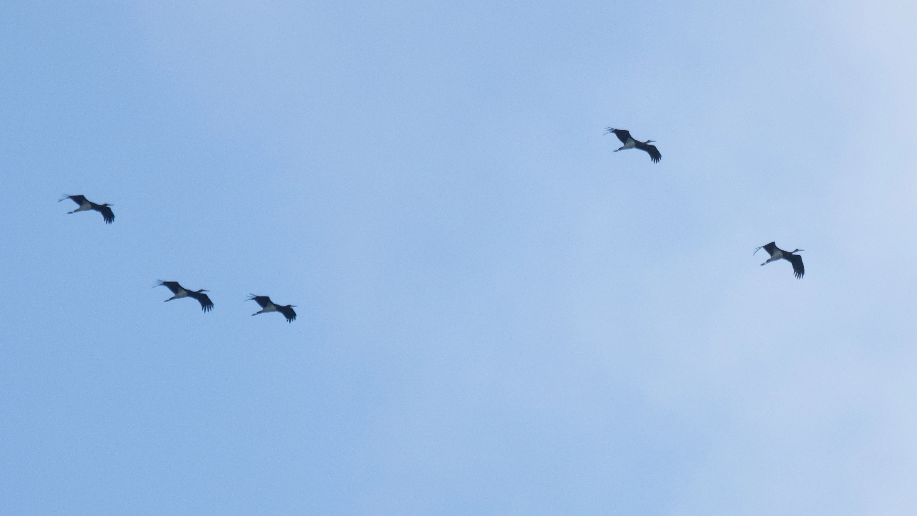 Black Storks, Saghalvasho, Georgia — photo by Jim Bennett