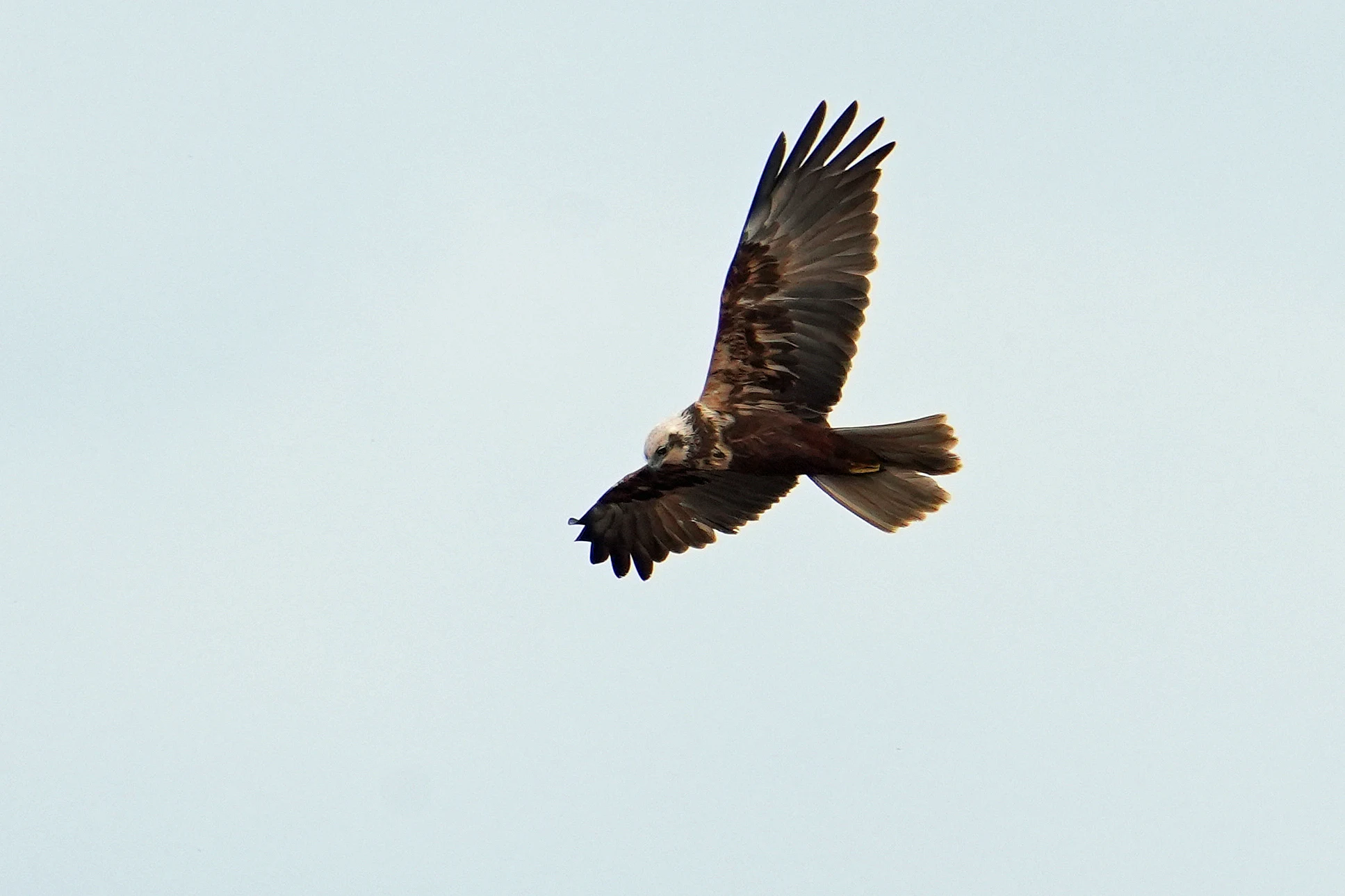 Marsh Harrier, RSPB Ham Wall, Somerset, UK — photo by Jim Bennett