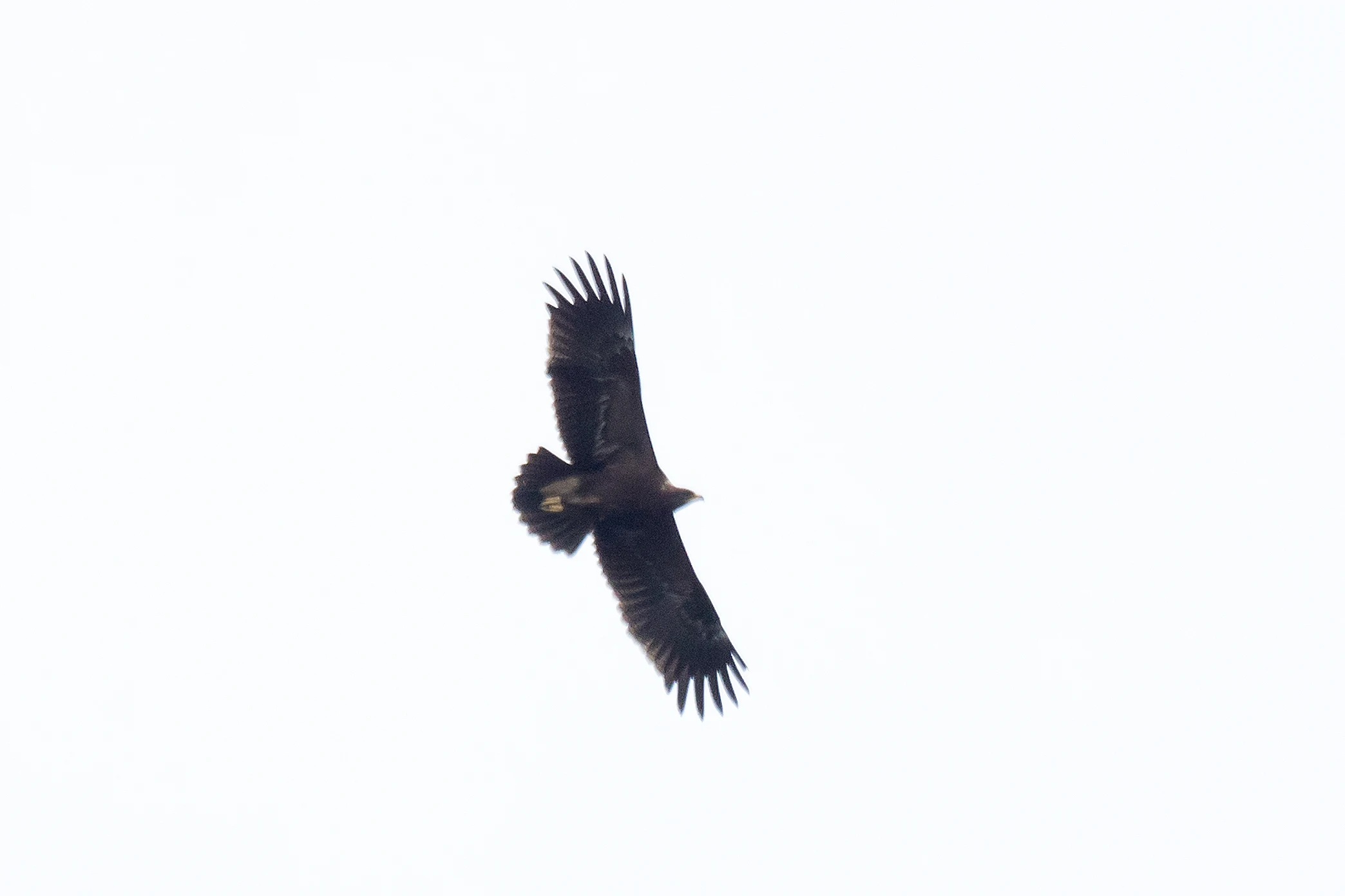 Lesser Spotted Eagle, Saghalvasho, Georgia — photo by Jim Bennett