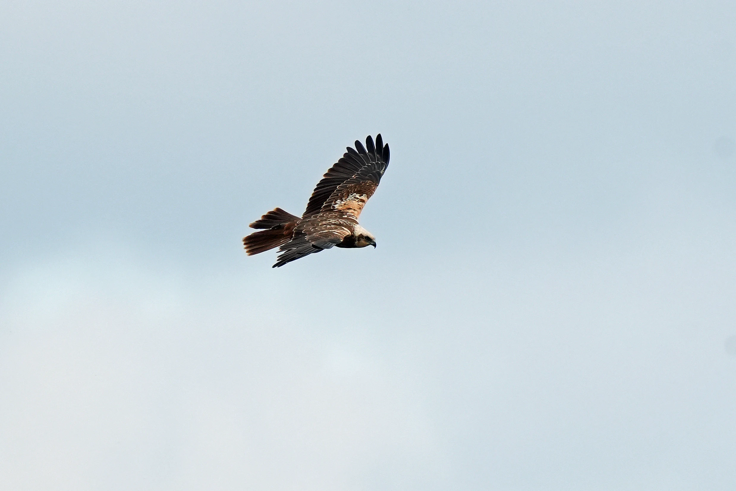 Marsh Harrier, RSPB Ham Wall, Somerset, UK — photo by Jim Bennett