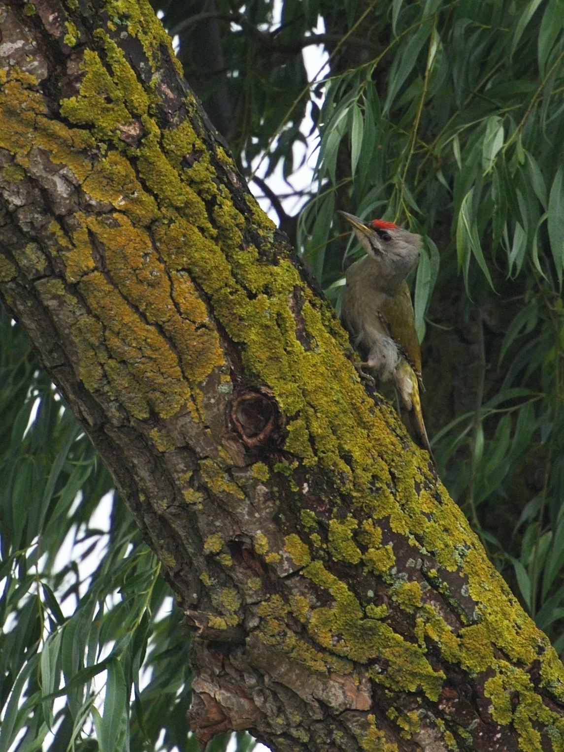Grey-headed Woodpecker, near Caraorman, Danube Delta, Romania — photo by Jim Bennett