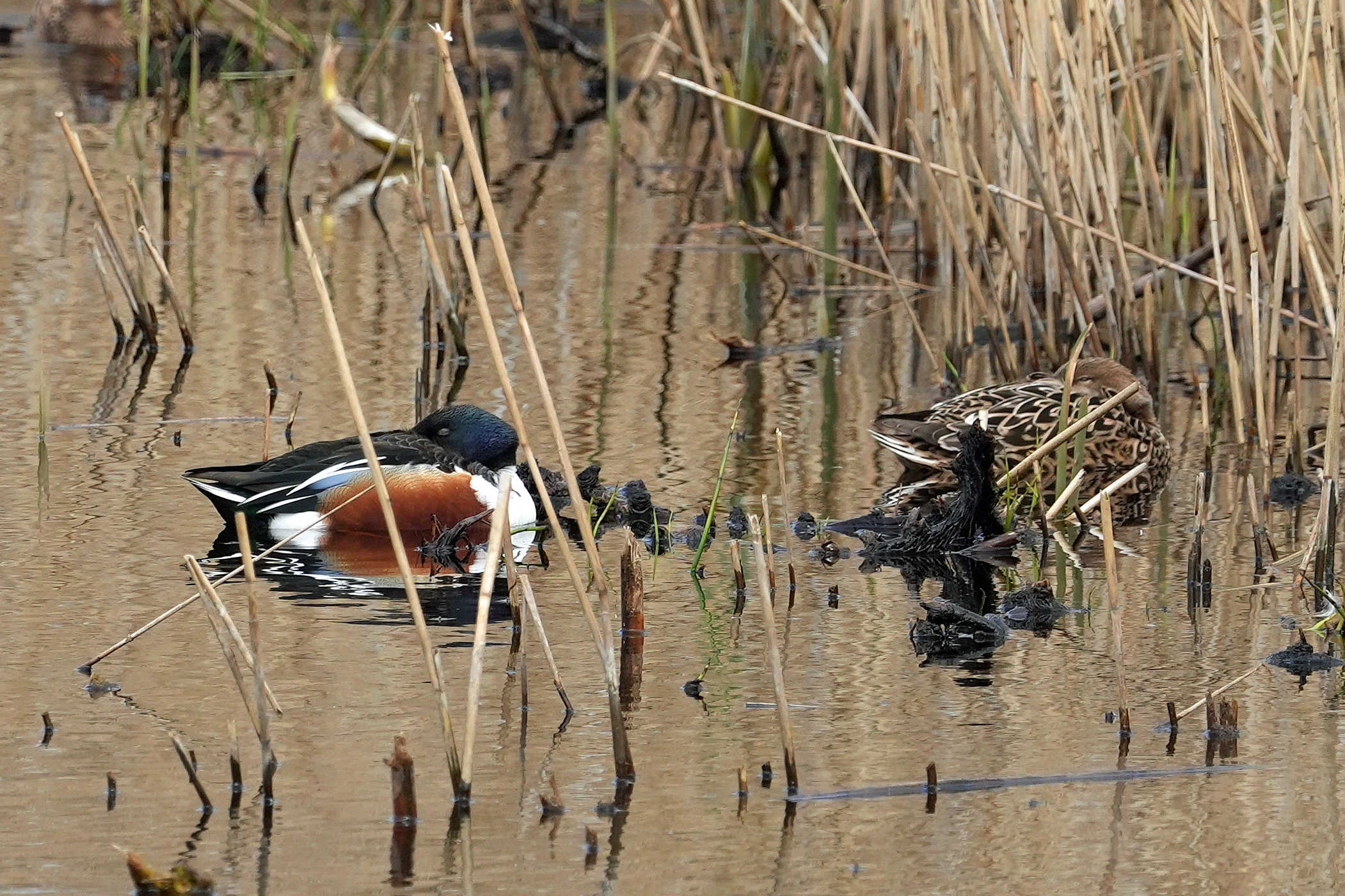 Shoveler, RSPB Ham Wall, Somerset, UK — photo by Jim Bennett