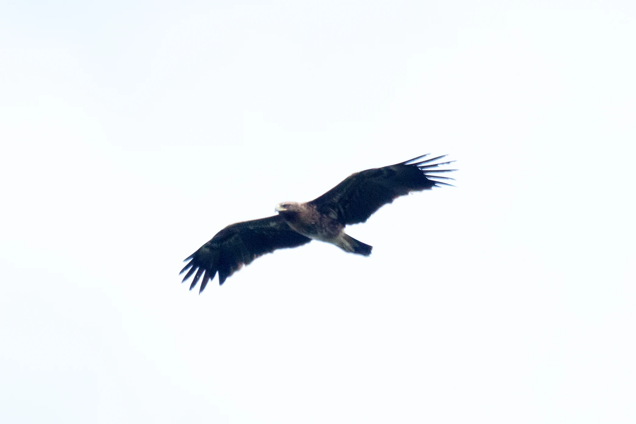Lesser Spotted Eagle, Saghalvasho, Georgia — photo by Jim Bennett