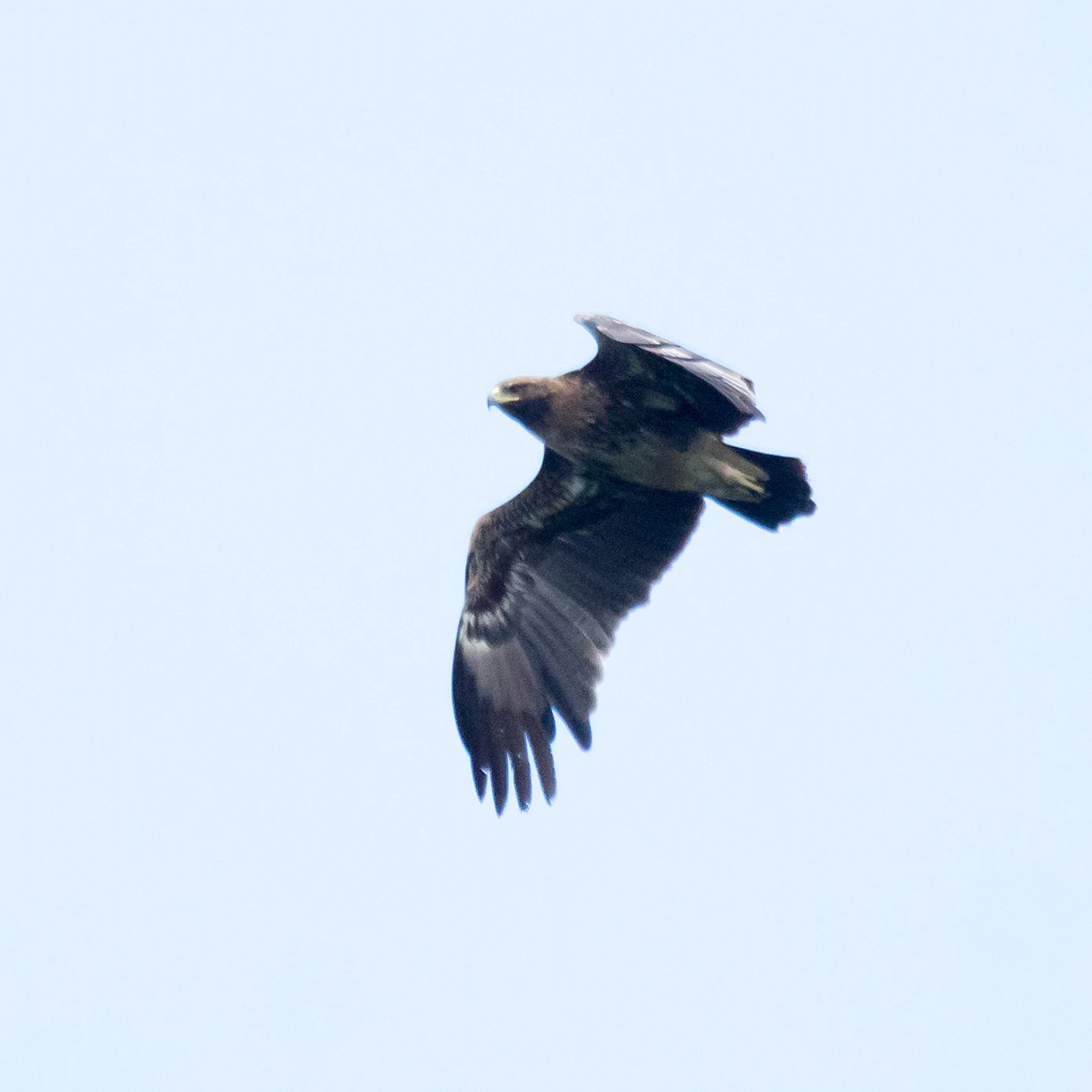 Lesser Spotted Eagle, Saghalvasho, Georgia — photo by Jim Bennett